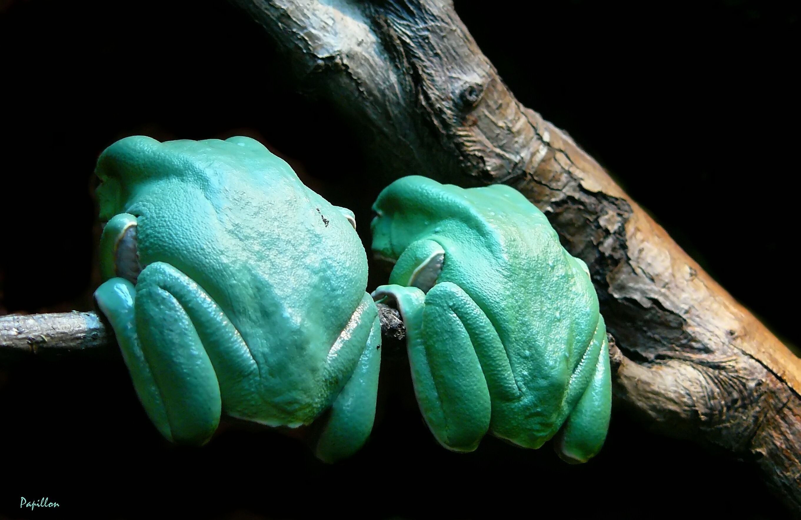 tree, photography, pair, close-up, animal wildlife, exotics, together, frog, two, human representation, color, creature, tree trunk, rarity, studio shot, HD Wallpaper