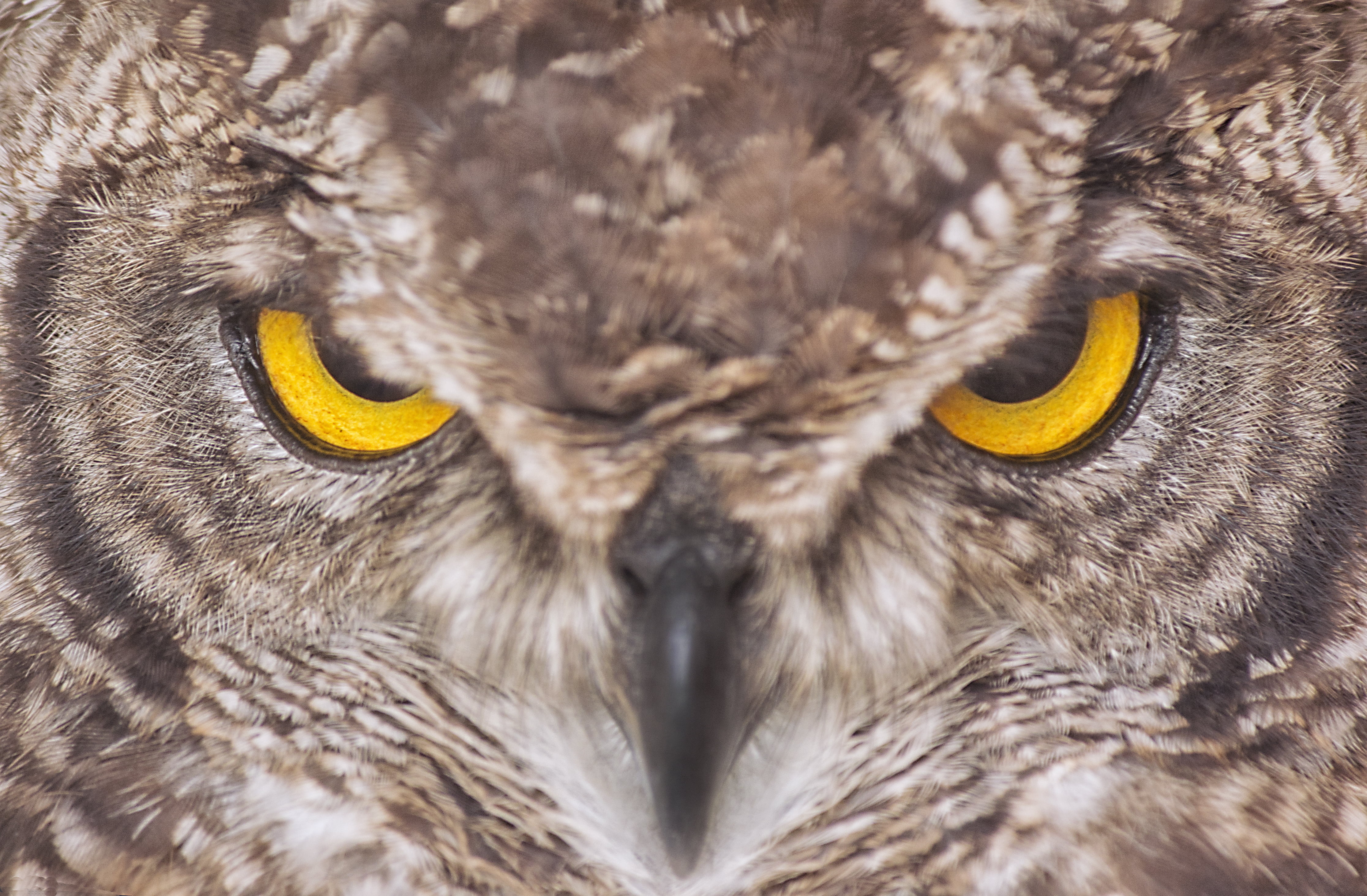 bird, animals In The Wild, 4K, wildlife, Stirlingshire, beak, view, bird of Prey, carnivore, Go ahead - make my day, brown, feather, Eagle Owl, closeup, HD Wallpaper