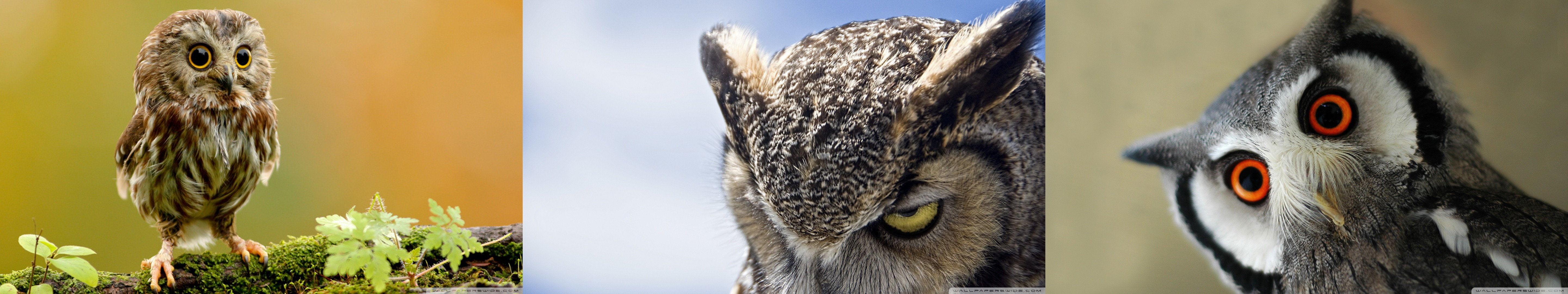 animal, 5760x1080 px, two animals, outdoors, day, panoramic, nature, 5K, bird, animal wildlife, mouth open, close-up, animal body part, animal head, no people, HD Wallpaper