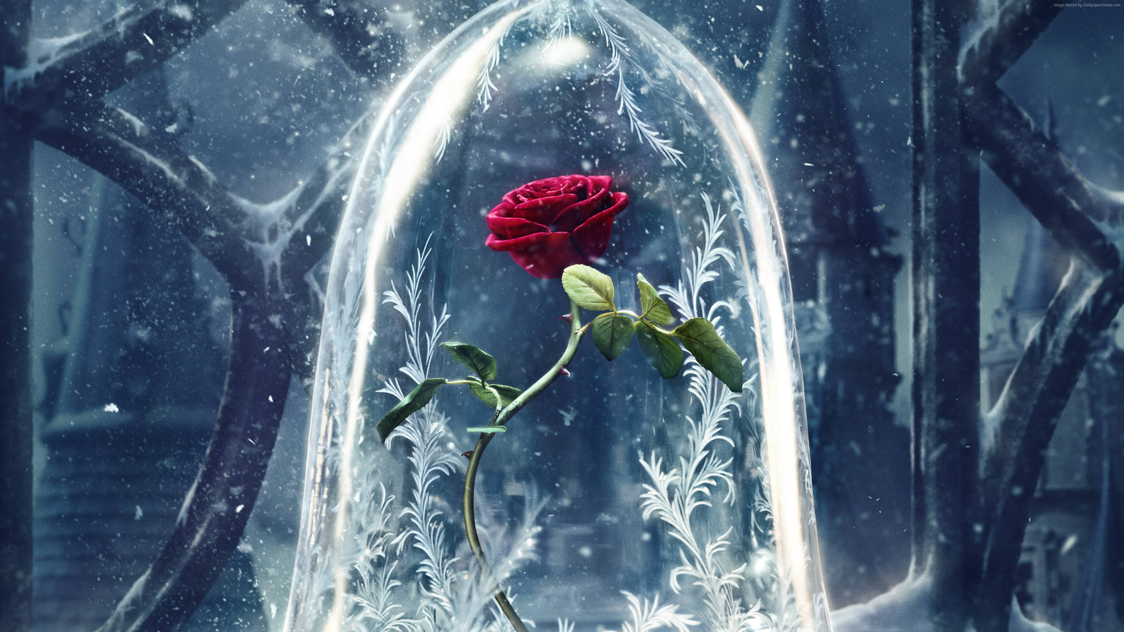 Beauty and the Beast, red, best movies, 4K, rose, HD Wallpaper