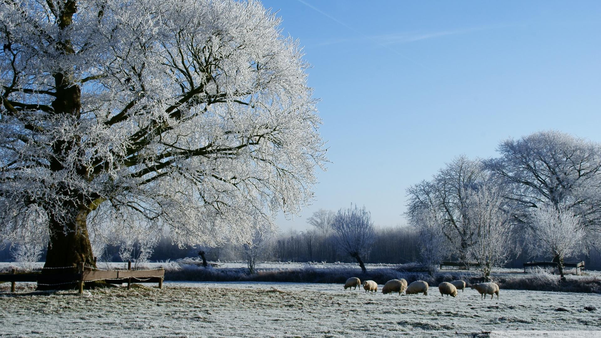 1080P, snow, sheep, winter, nature and landscapes, trees, disguise, HD Wallpaper