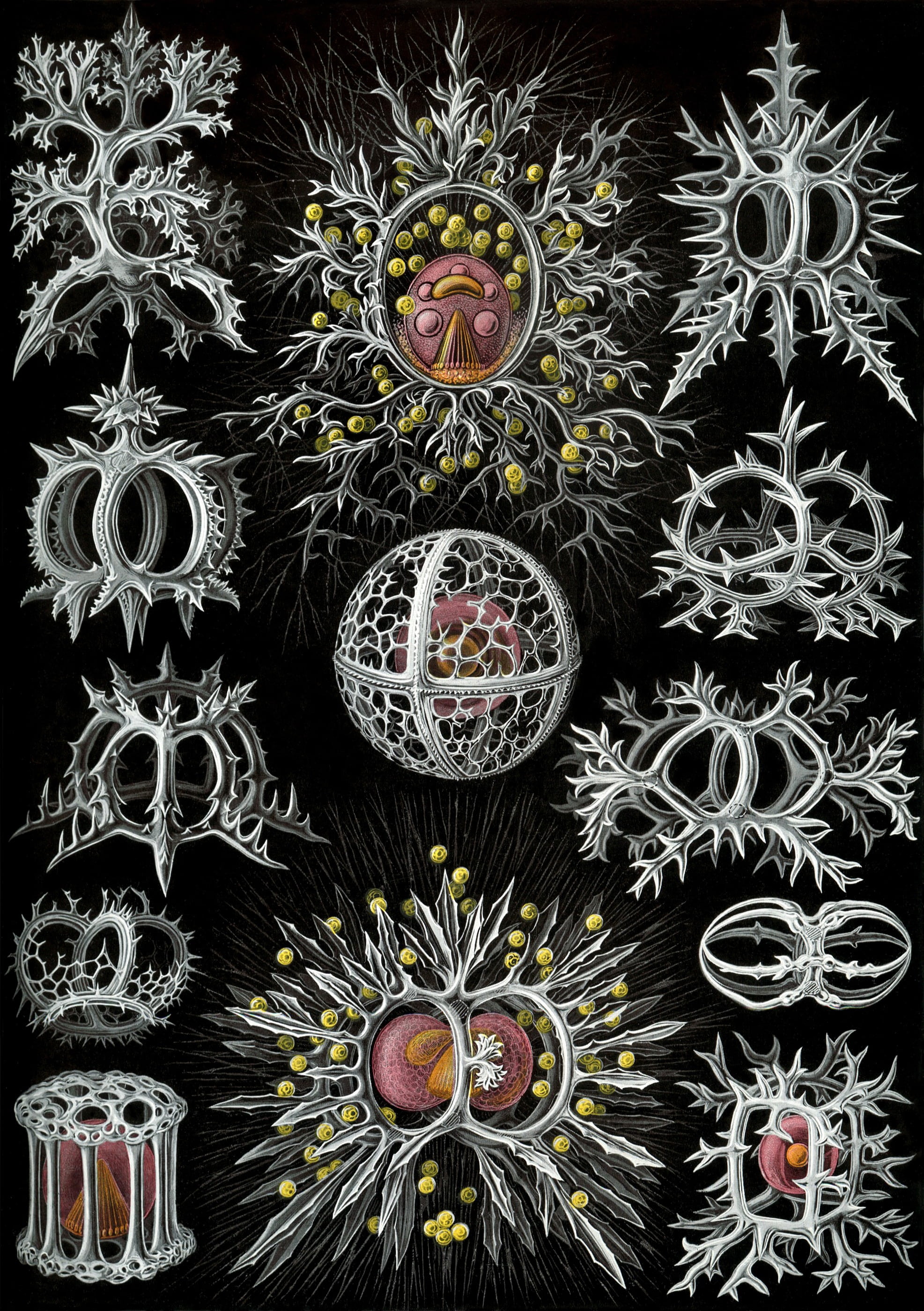 close-up, flowering plant, art and craft, radiolarians, black background, digital composite, single celled organisms, 2K, variation, flower, full frame, Phone HD Wallpaper