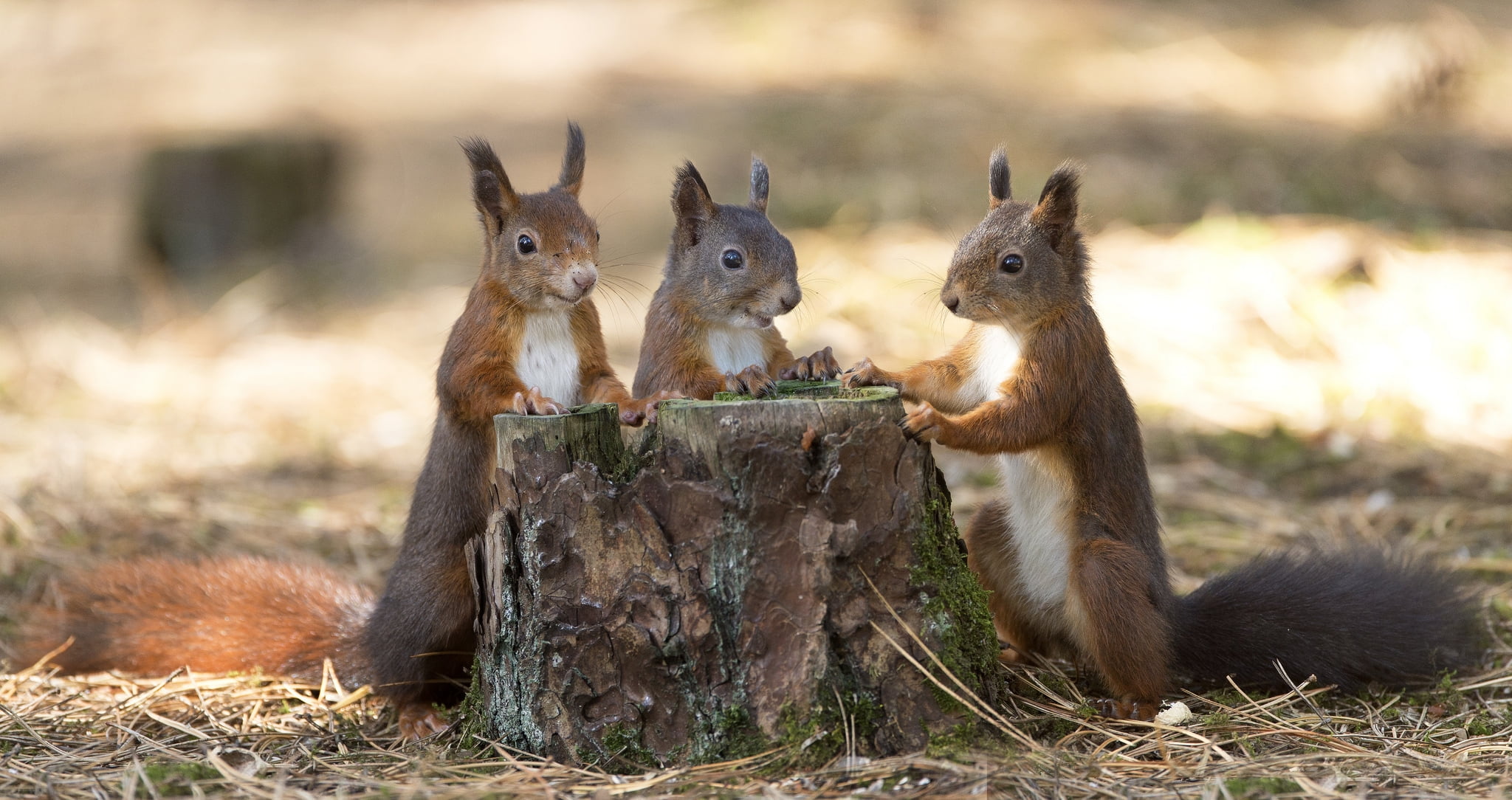 animals in the wild, herbivorous, two animals, animal wildlife, field, trio, cute, day, animal themes, focus on foreground, animal, squirrel, grass, funny, HD Wallpaper