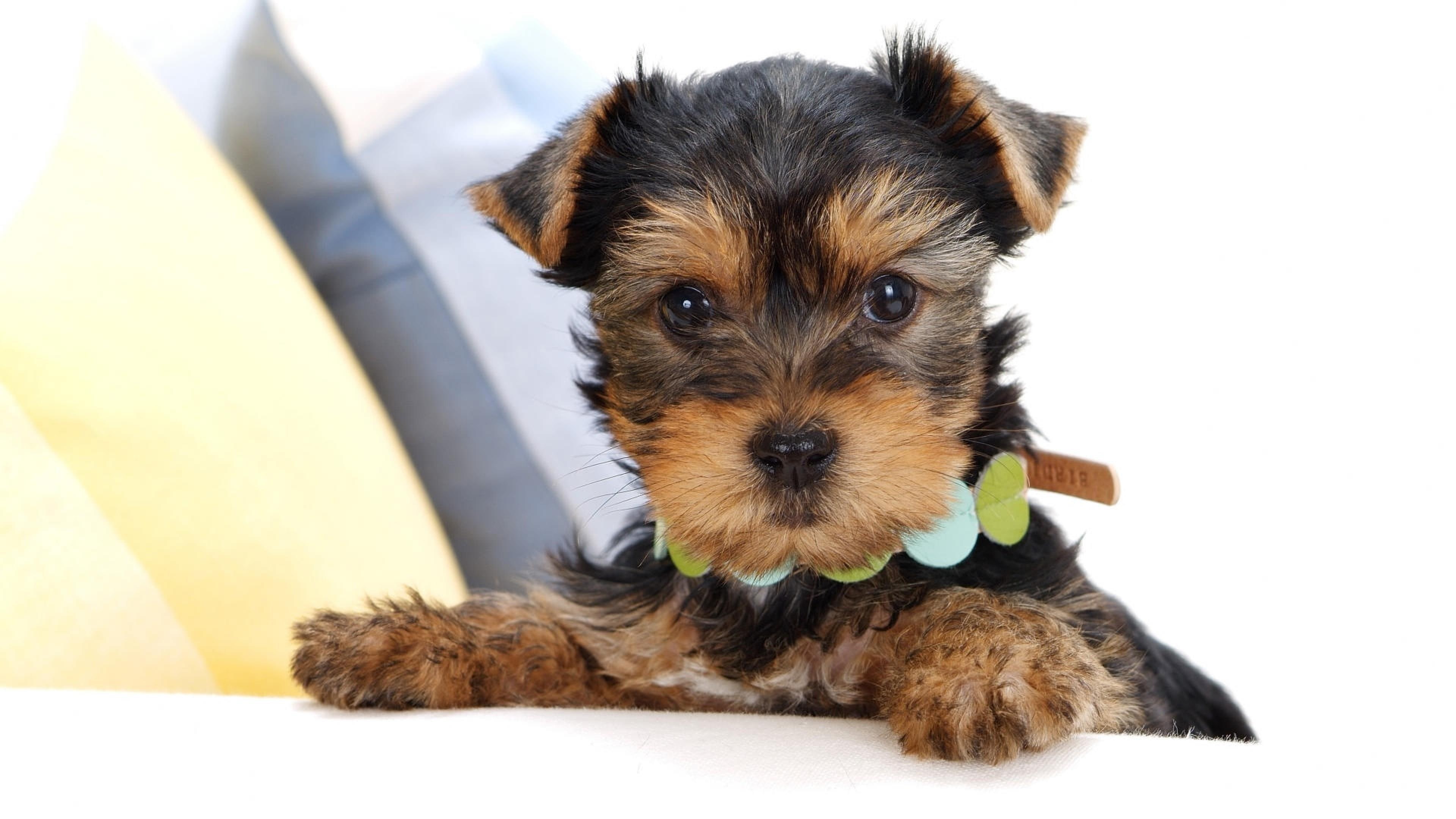 terrier, cute, dog, funny, yorkshire terrier, sweet, puppy, 4K, HD Wallpaper