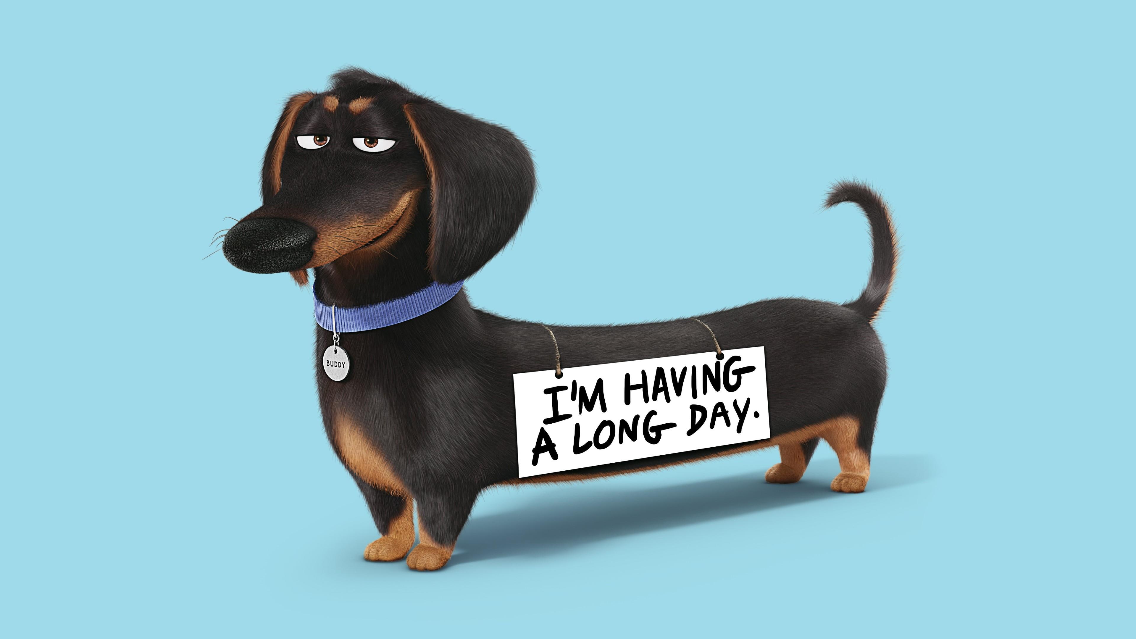 dogs, animals, 4K, dog, funny, HD Wallpaper
