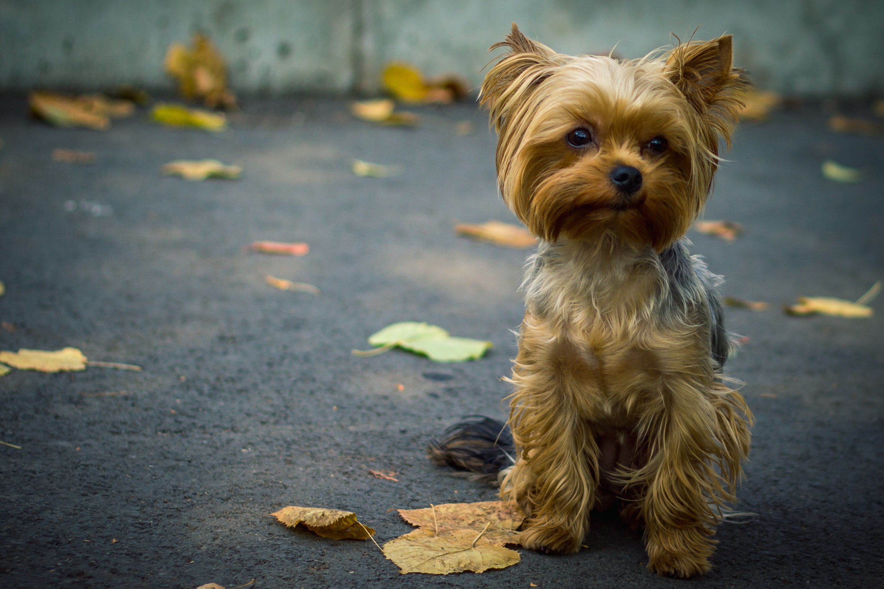 dog, Yorkshire Terrier, 2K, HD Wallpaper