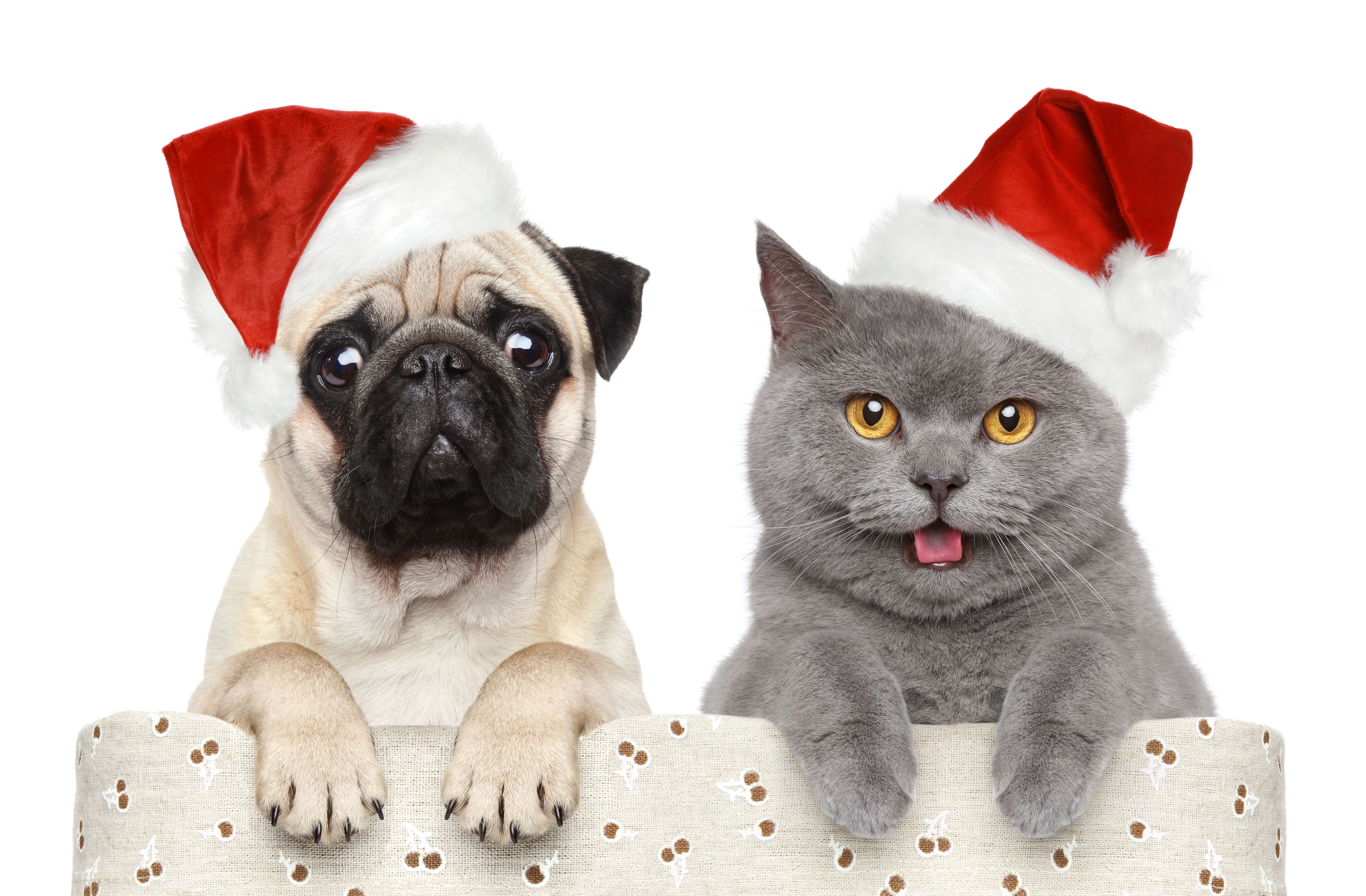 portrait, canine, fun, dog, gray, animal, young Animal, santa Claus, funny, animal themes, celebration, white, animal head, fur, mammal, domestic Animals, HD Wallpaper