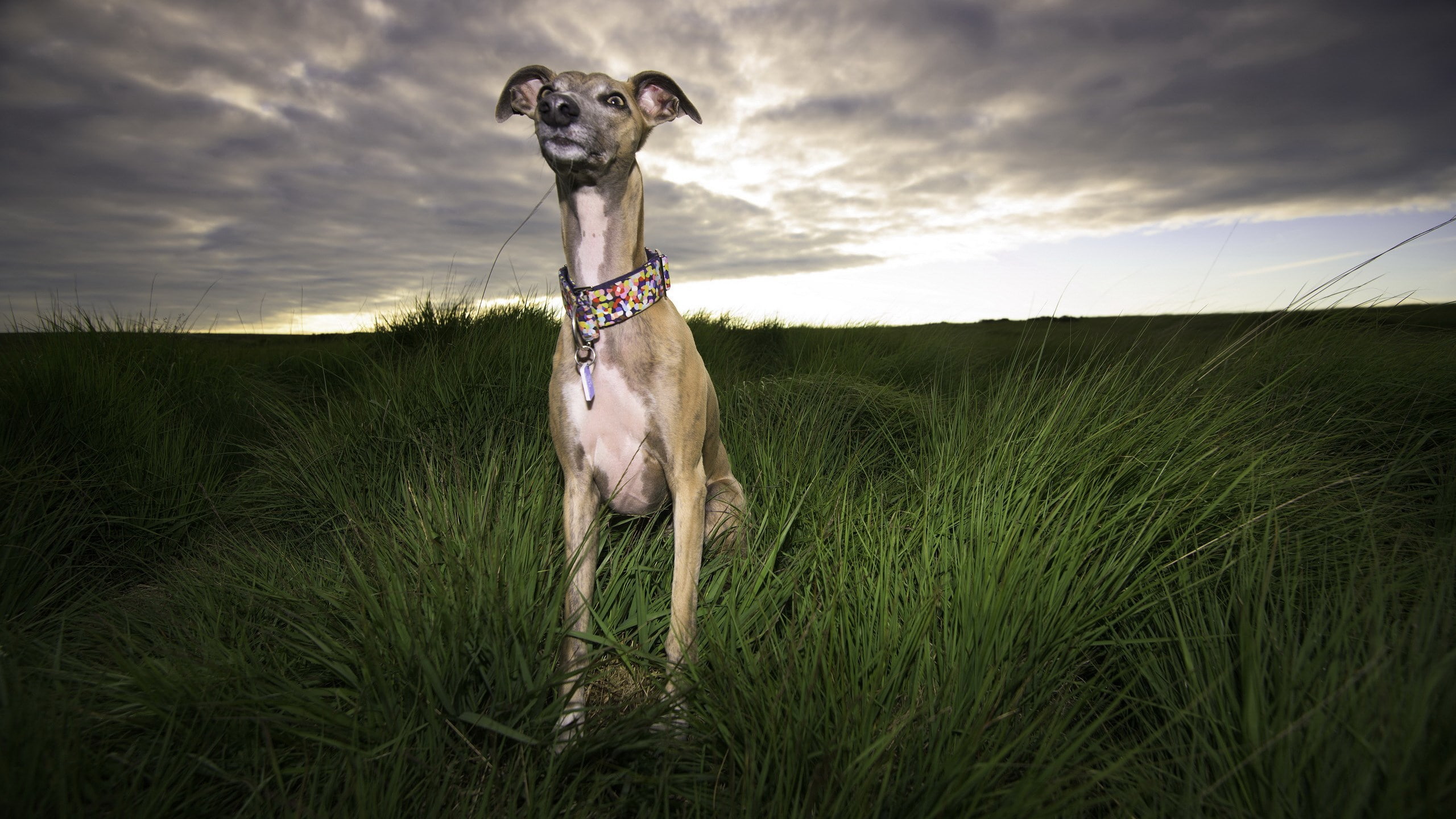 one animal, canine, vertebrate, 2K, outdoors, animal themes, landscape, pets, land, mammal, standing, domestic, cloud - sky, dog, animal, funny italian greyhound picture dog, HD Wallpaper