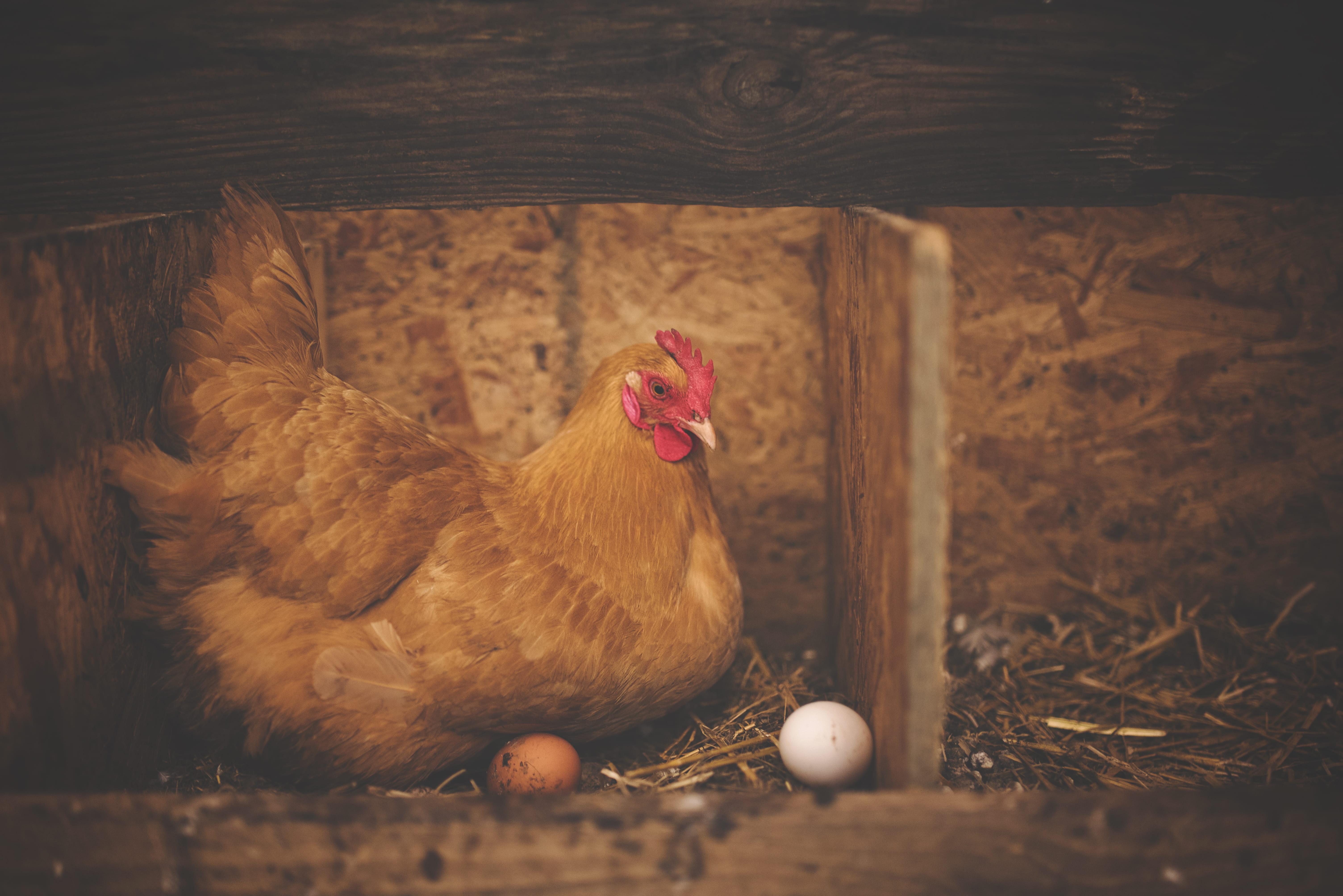 egg, livestock, wood, one animal, near, animal, 5K, brown, nest, chicken - bird, farm, bird, chicken, domestic, day, selective focus, hen, eggs, animal themes, HD Wallpaper