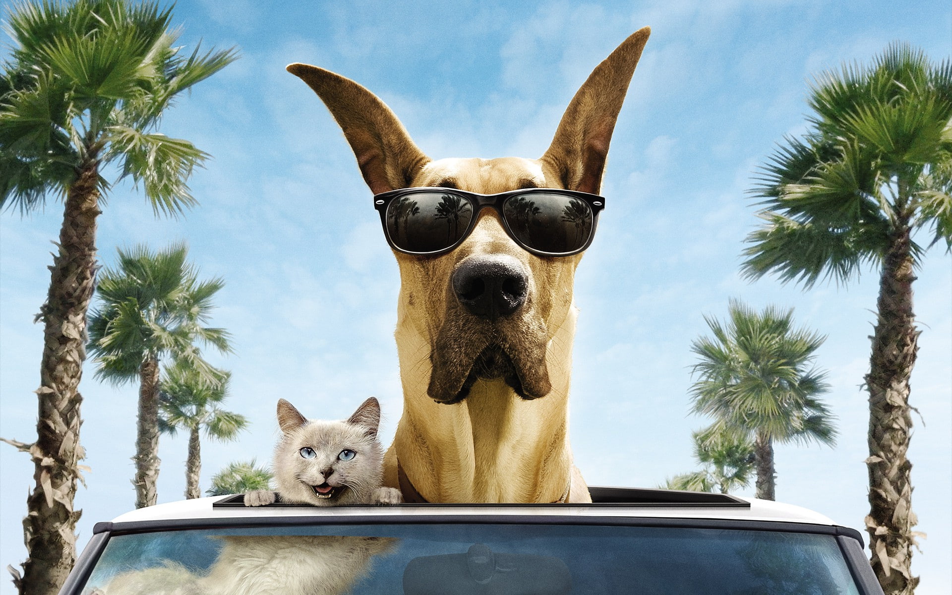 trees, palm trees, Dog, wind, smile, sunglasses, best, 1080P, car, Cat, funny, Marmaduke, HD Wallpaper