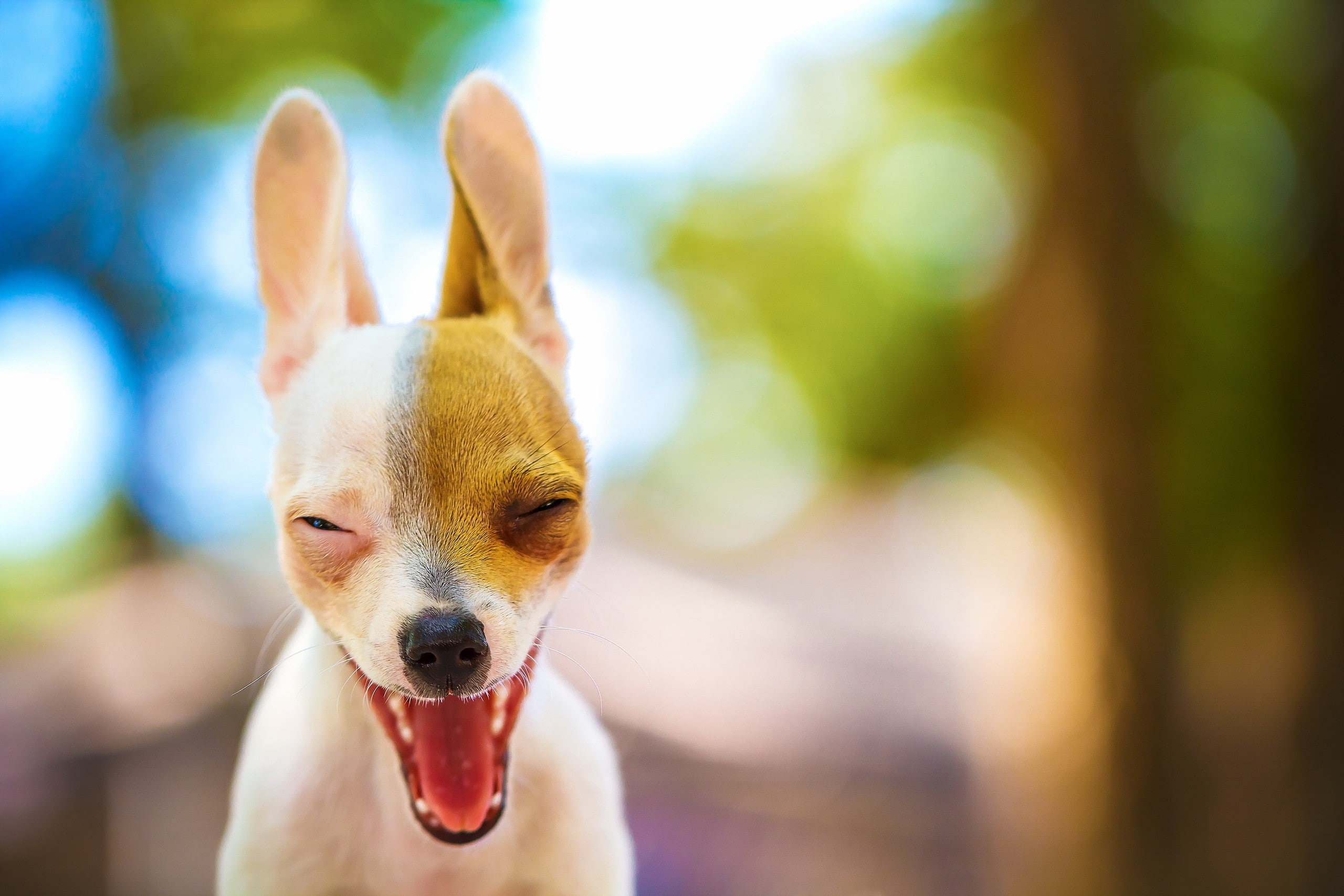 eyes, Dog, funny, friend, Best s, 2K, ears, HD Wallpaper