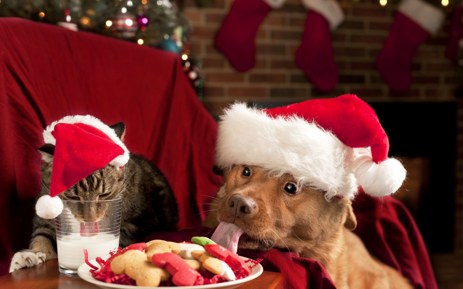 animal themes, holiday - event, christmas ornament, domestic, Funny, Animal, plant, domestic animals, Cat, gift, 1080P, santa claus, Cat and Dog, decoration, HD Wallpaper