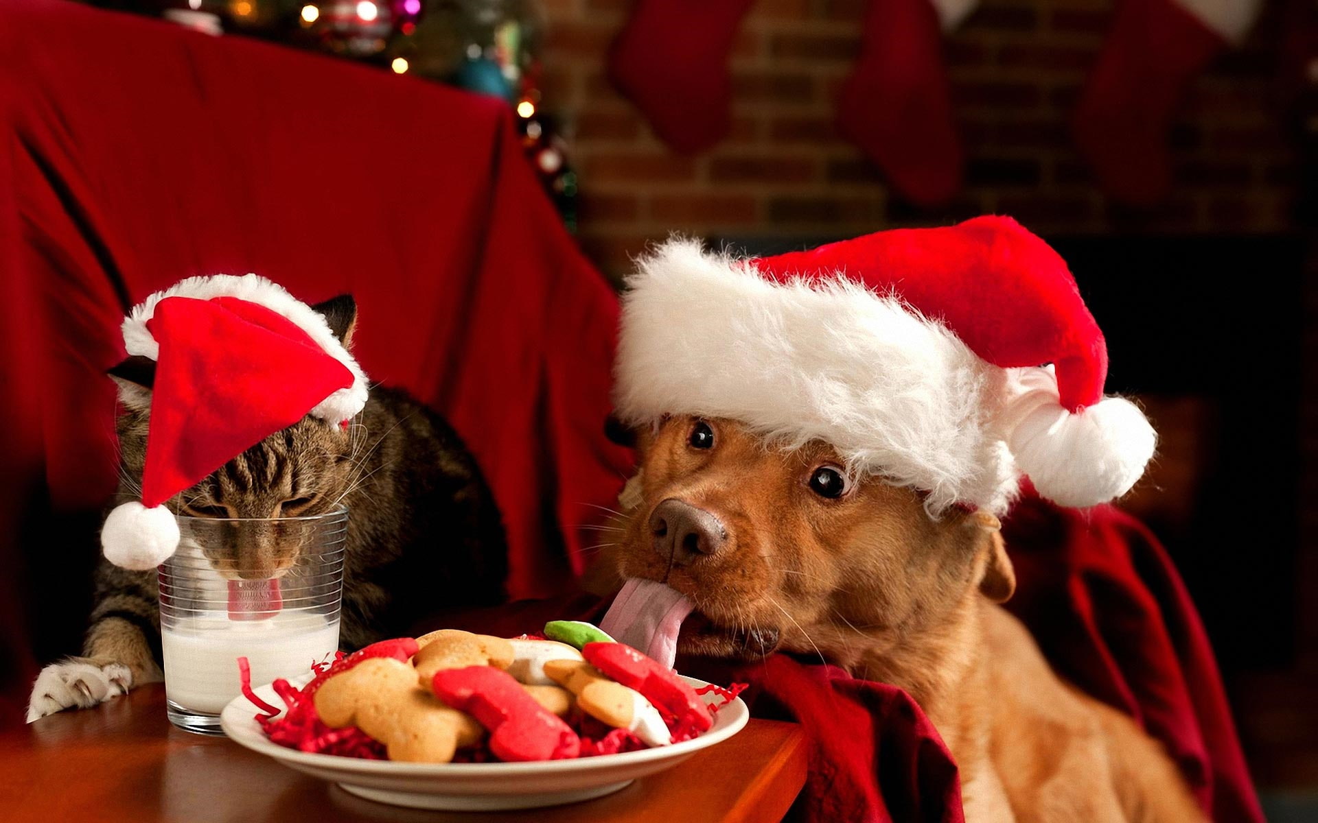 animals, dog, coat, 1080P, bone, christmas, short, santa, hat, cat, food, hd, cookies, small, brown, HD Wallpaper