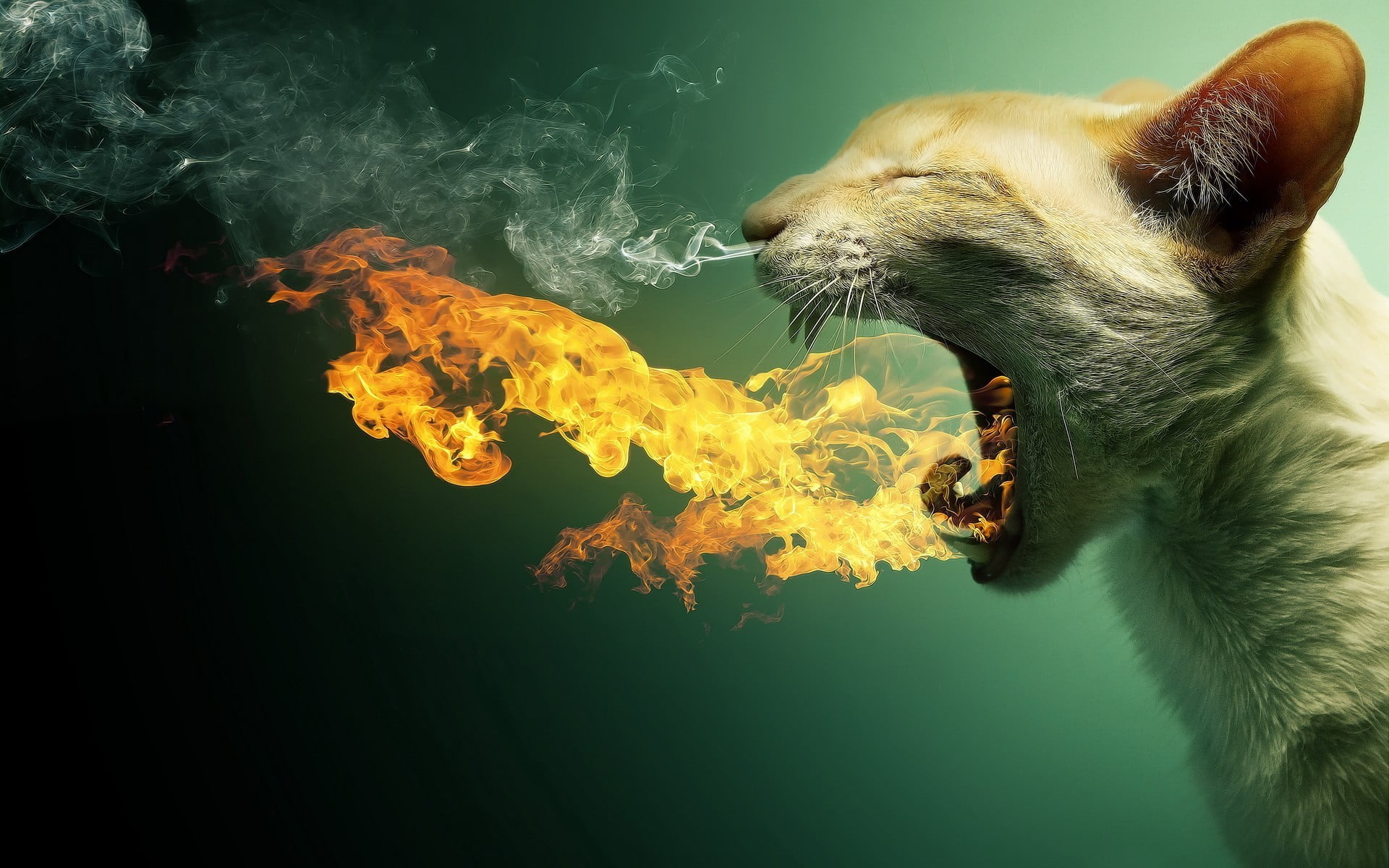 mouth open, 1080P, domestic, tabby, mouth, burning, pets, digital art, flame, animal themes, aggression, close-up, domestic animals, animal, HD Wallpaper