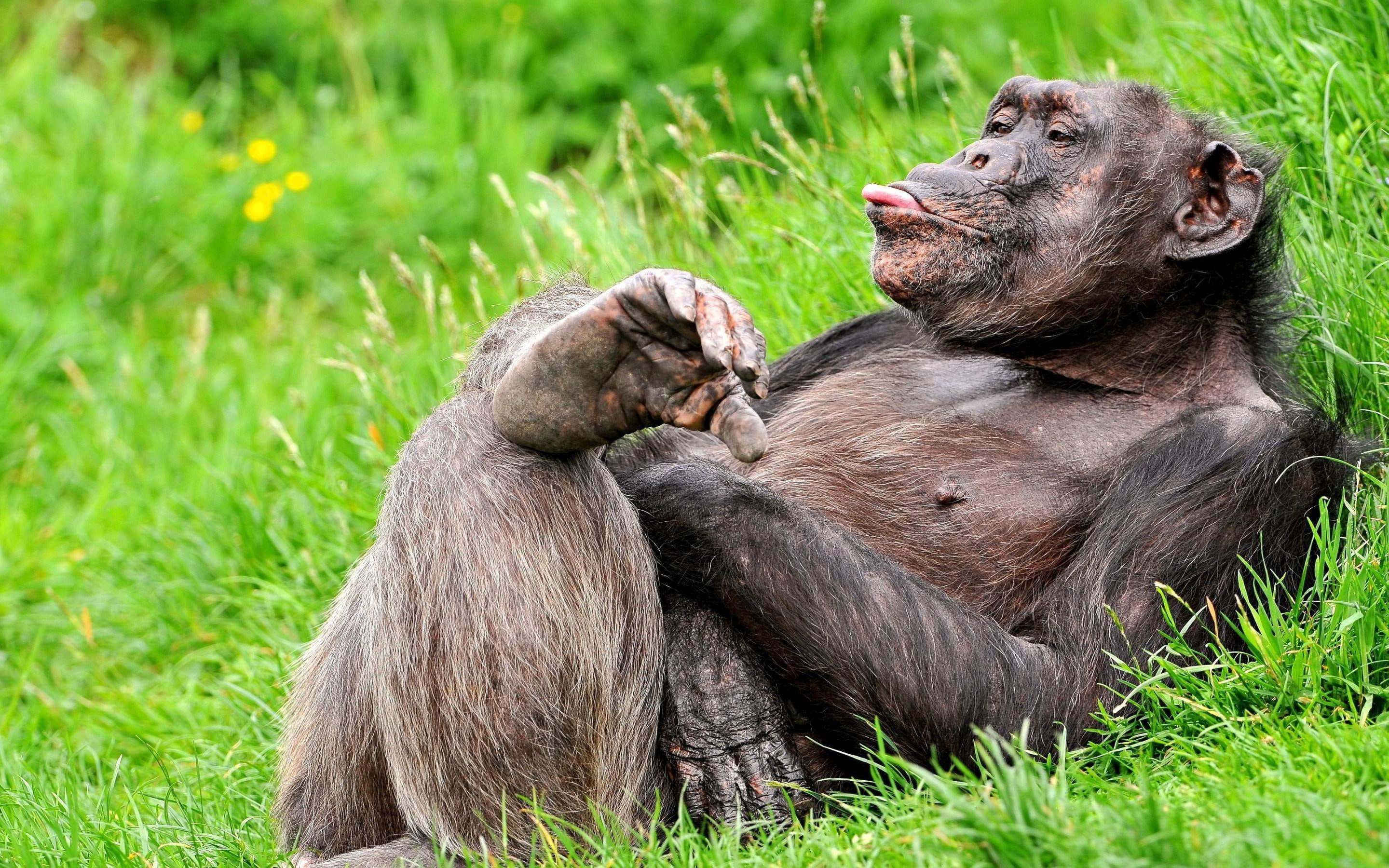 2K, funny, chimpanzee, HD Wallpaper