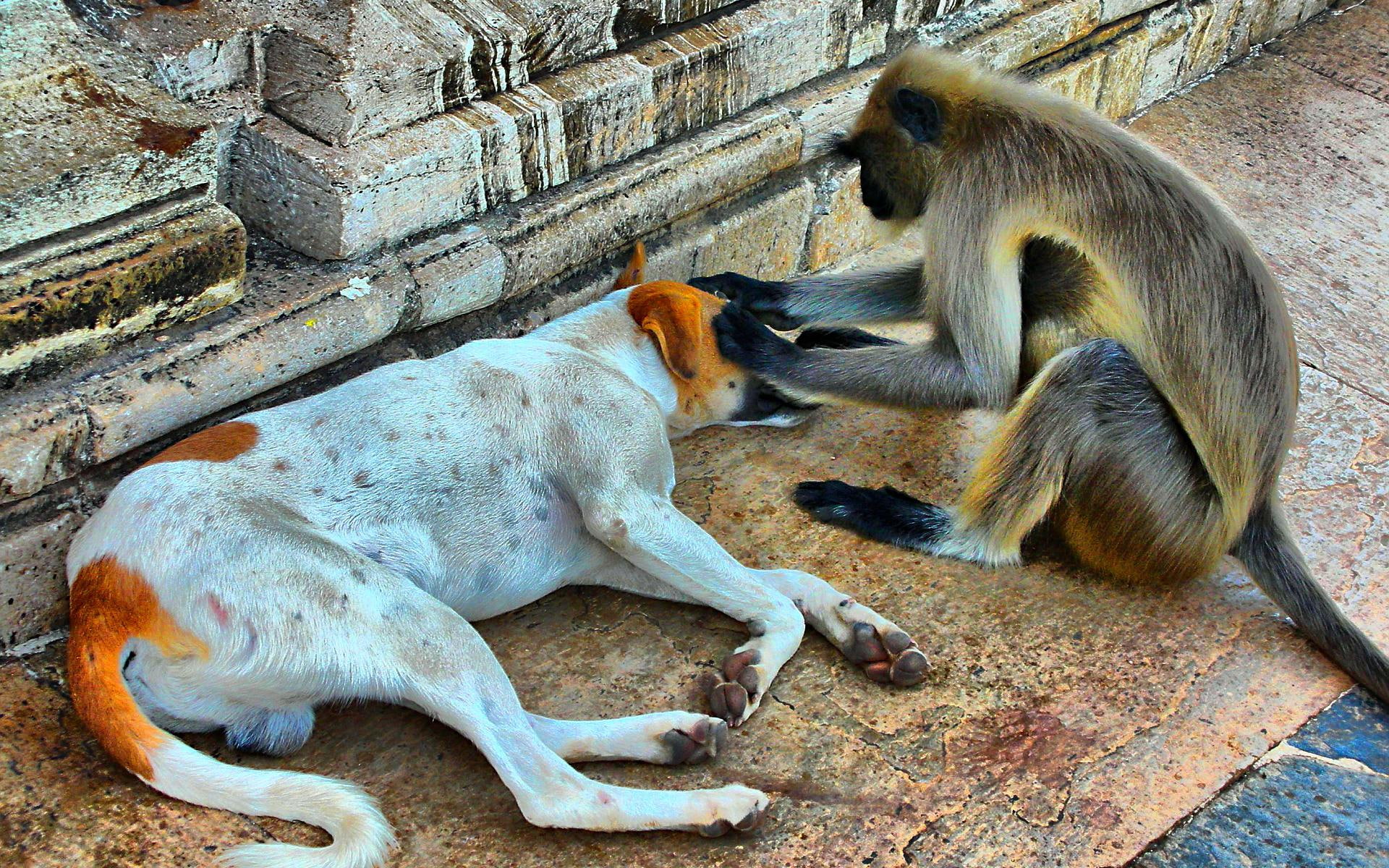 monkey, dog, nurse, friends, 1080P, funny, HD Wallpaper