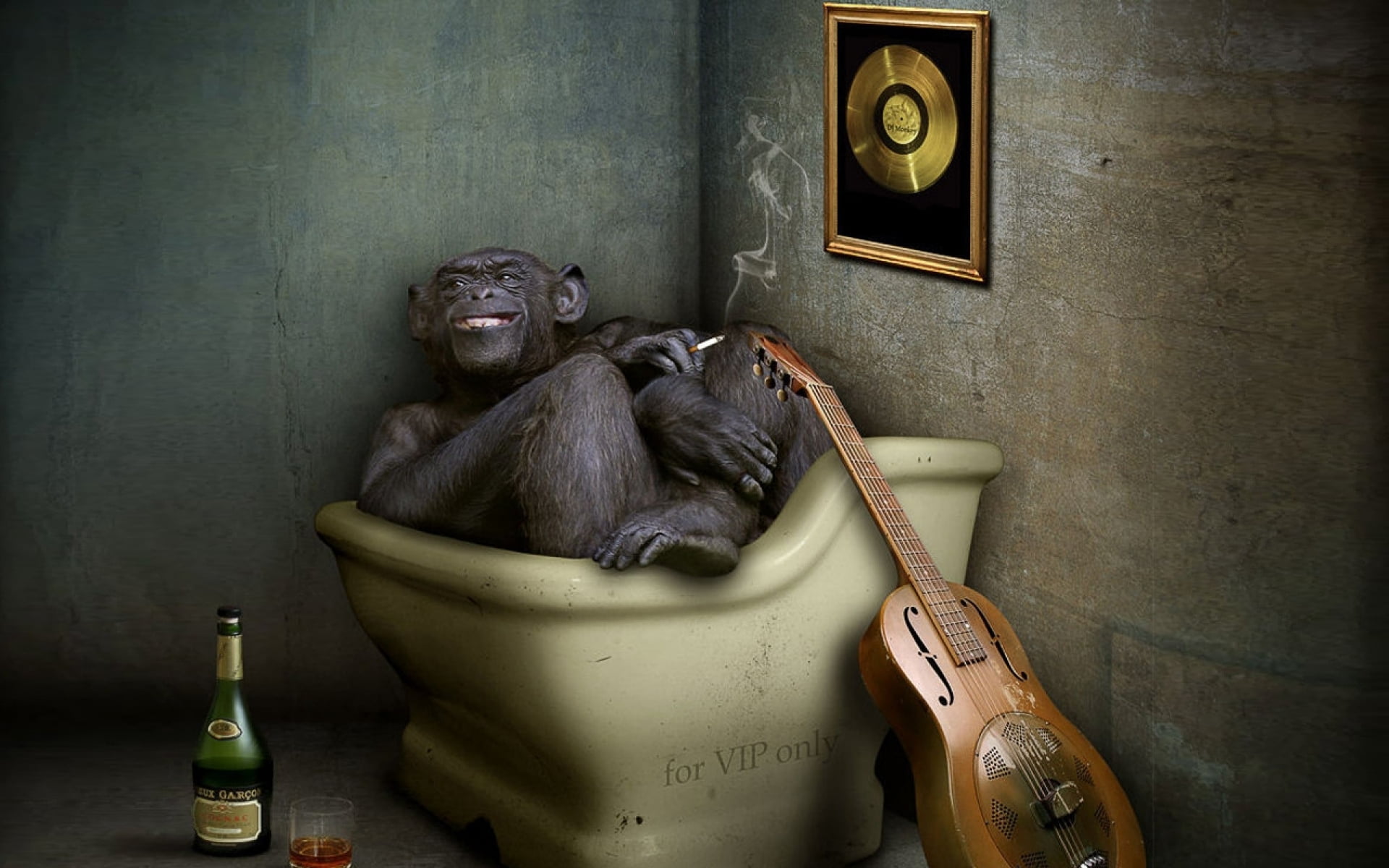 mammal, monkey, sitting, young animal, container, 1080P, no people, Funny, ape, pavel, relaxation, one animal, wall - building feature, representation, HD Wallpaper