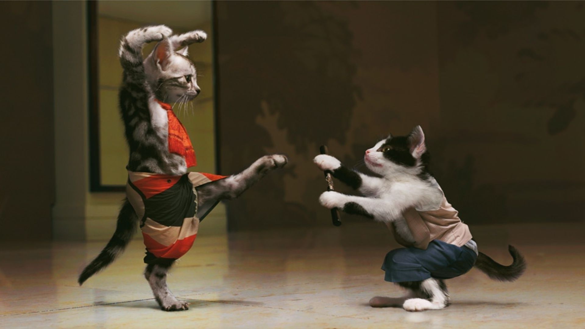 1080P, 1920x1080, cat, karate, Funny, kitten, HD Wallpaper