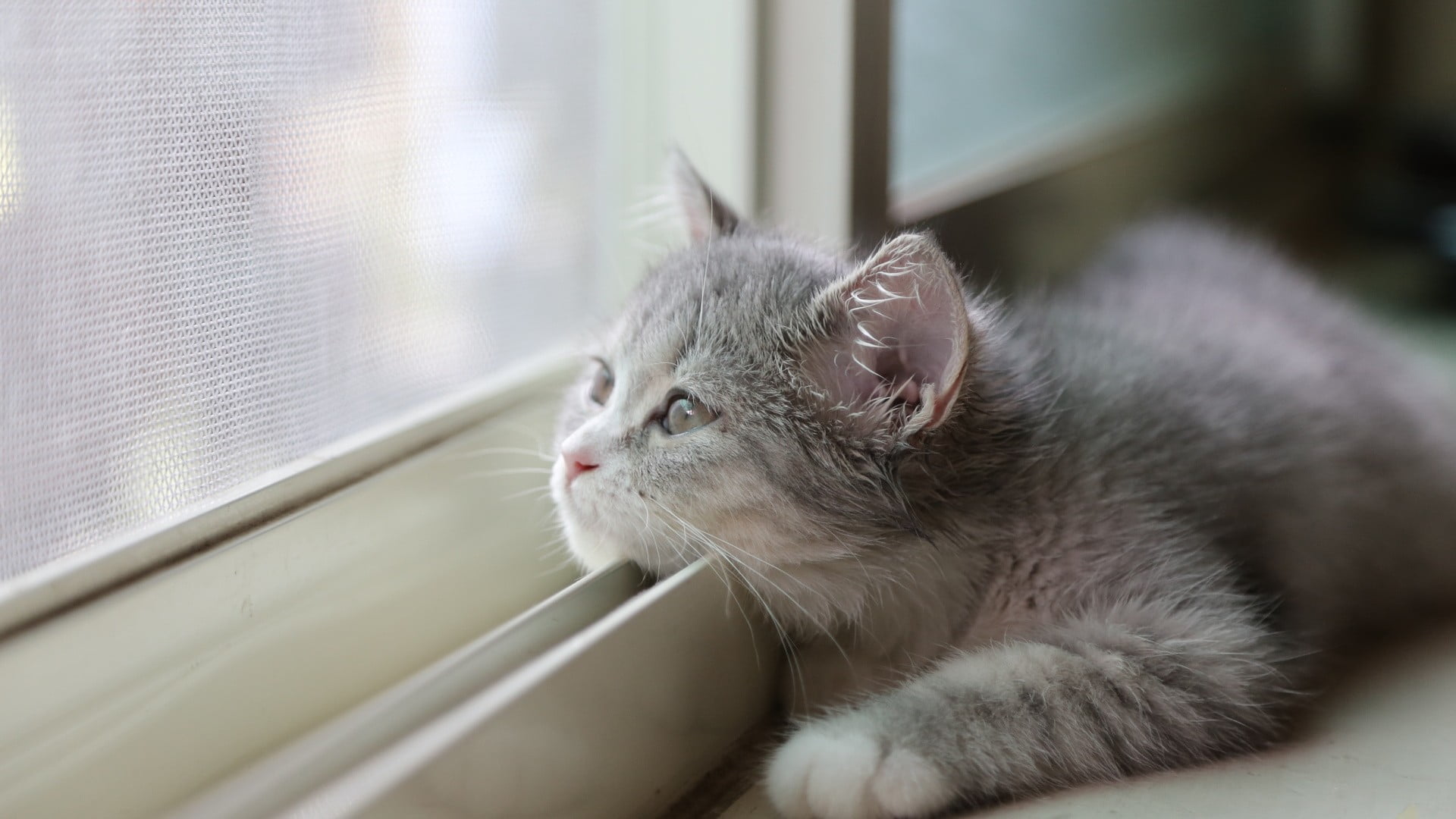 kittens, kitten, whisker, animal themes, animal eye, window, mammal, indoors, gray, 1080P, one animal, domestic cat, cat, feline, pets, looking, close-up, HD Wallpaper