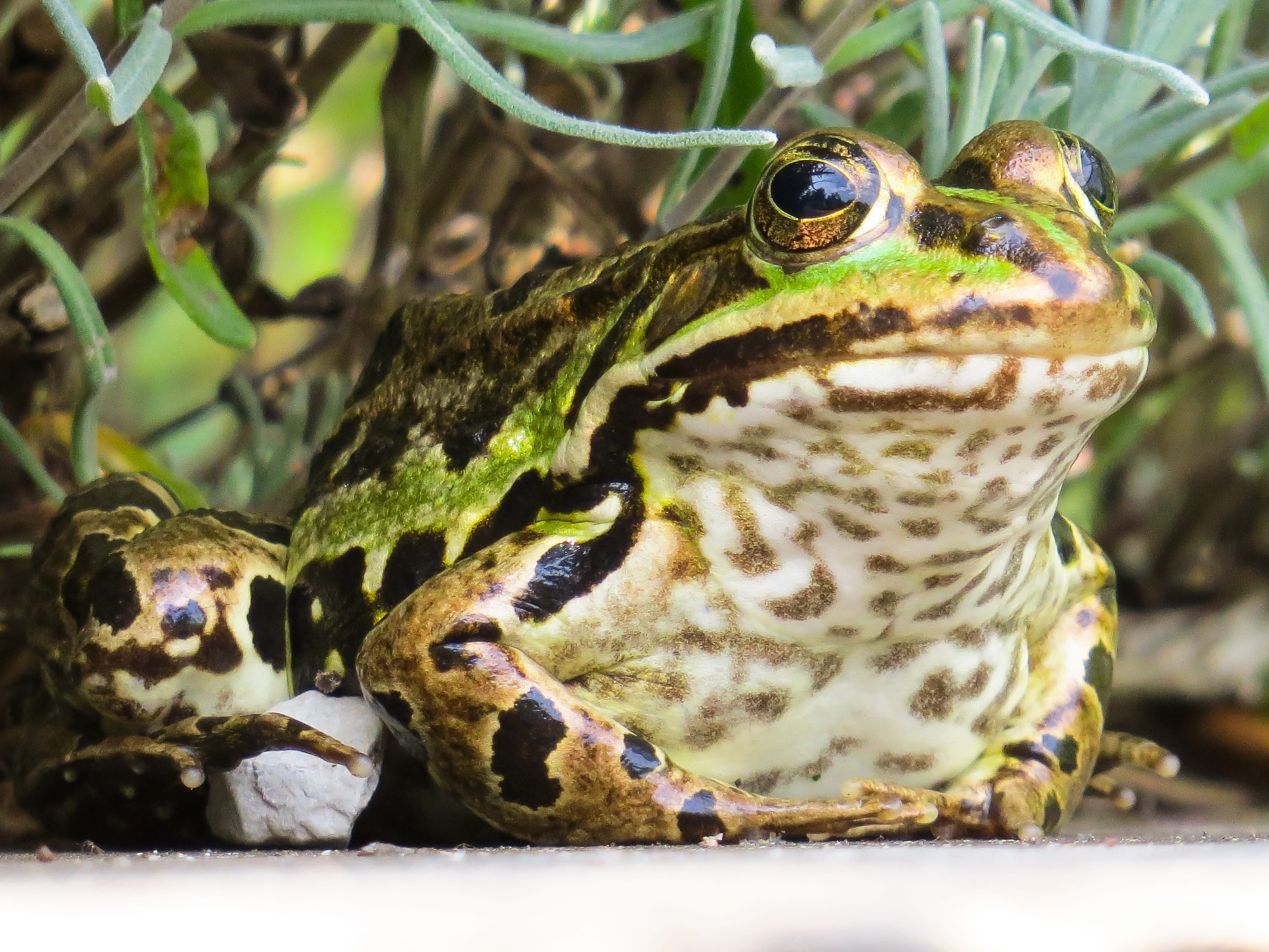 natural pattern, frog skin, focus on foreground, animal themes, vertebrate, animal, animal markings, animal body part, reptile, 4K, outdoors, frog, animal head, HD Wallpaper
