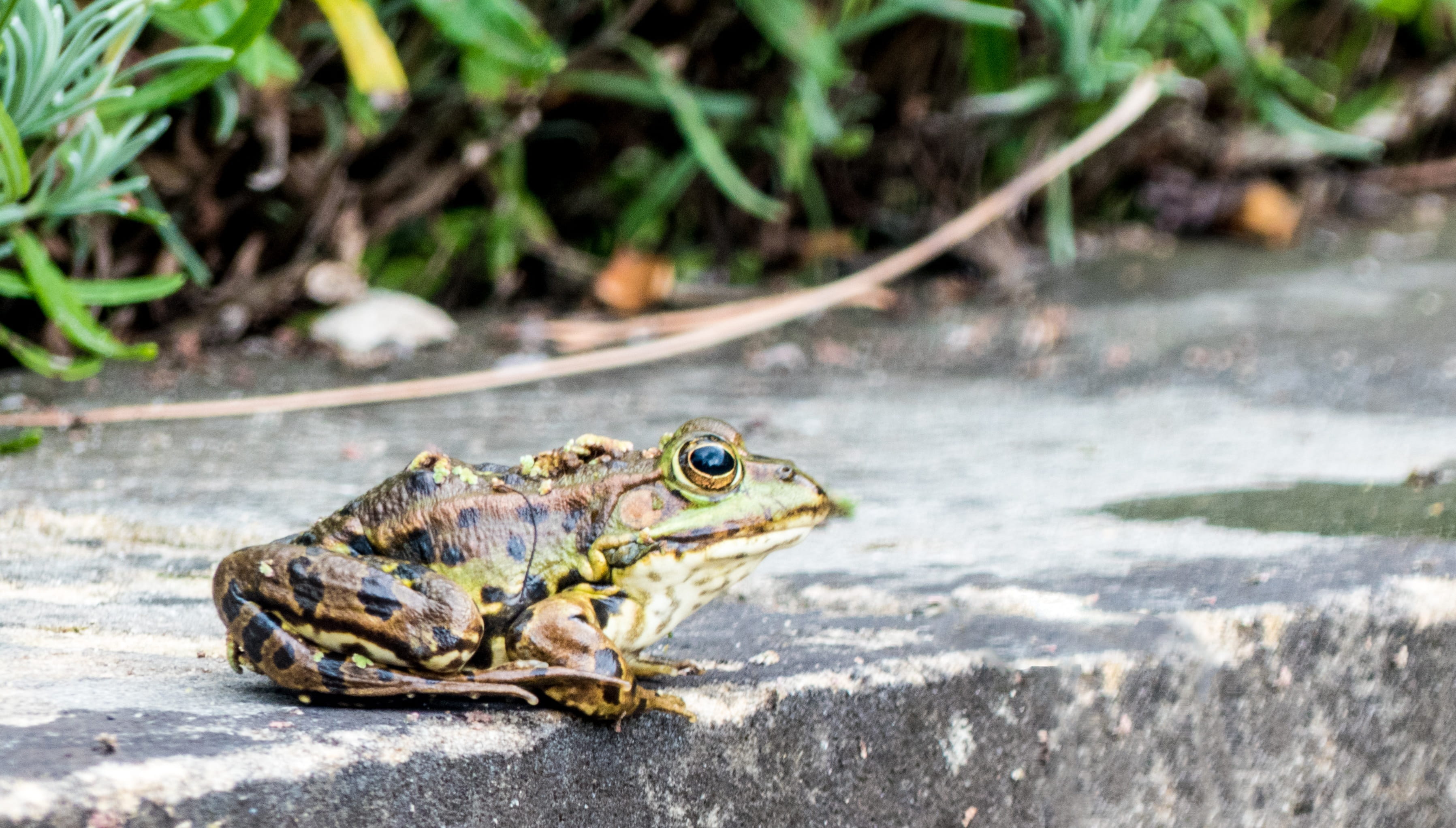 creature, brine, animal wildlife, plant, animal head, one animal, side view, outdoors, selective focus, animal world, animal themes, profile view, frog, HD Wallpaper