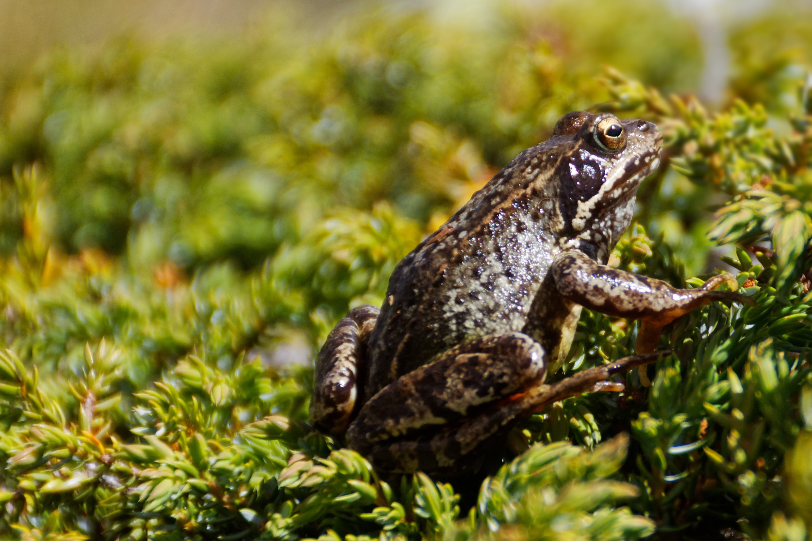 no people, wildlife photography, focus on foreground, side view, vertebrate, outdoors, frog, animal body part, slick, lizard, day, 2K, animals in the wild, HD Wallpaper