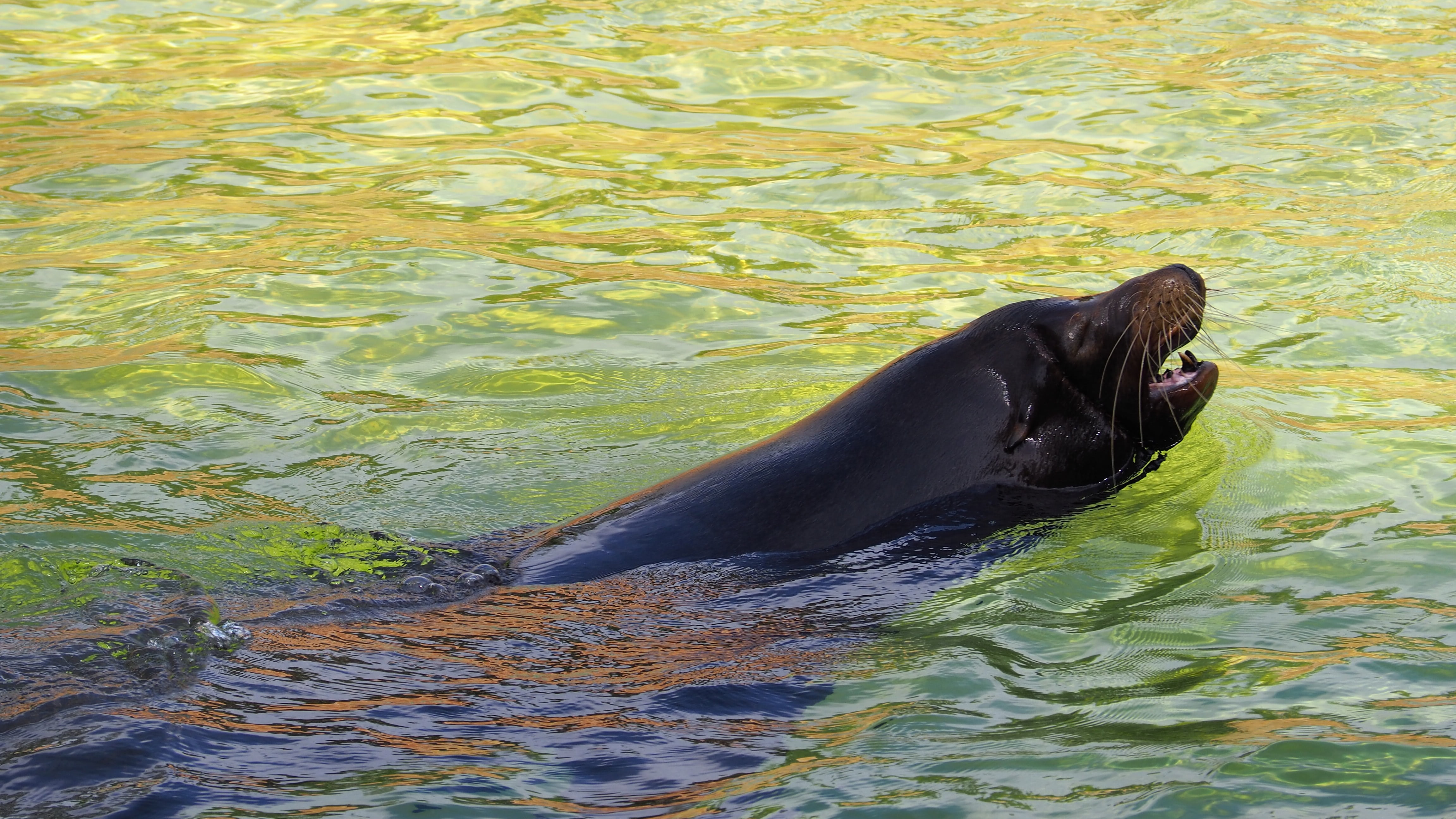 animal wildlife, no people, seal, sea lion, underwater, one animal, colorful, aquatic mammal, animals in the wild, zoo, 4K, animal themes, rippled, vertebrate, HD Wallpaper