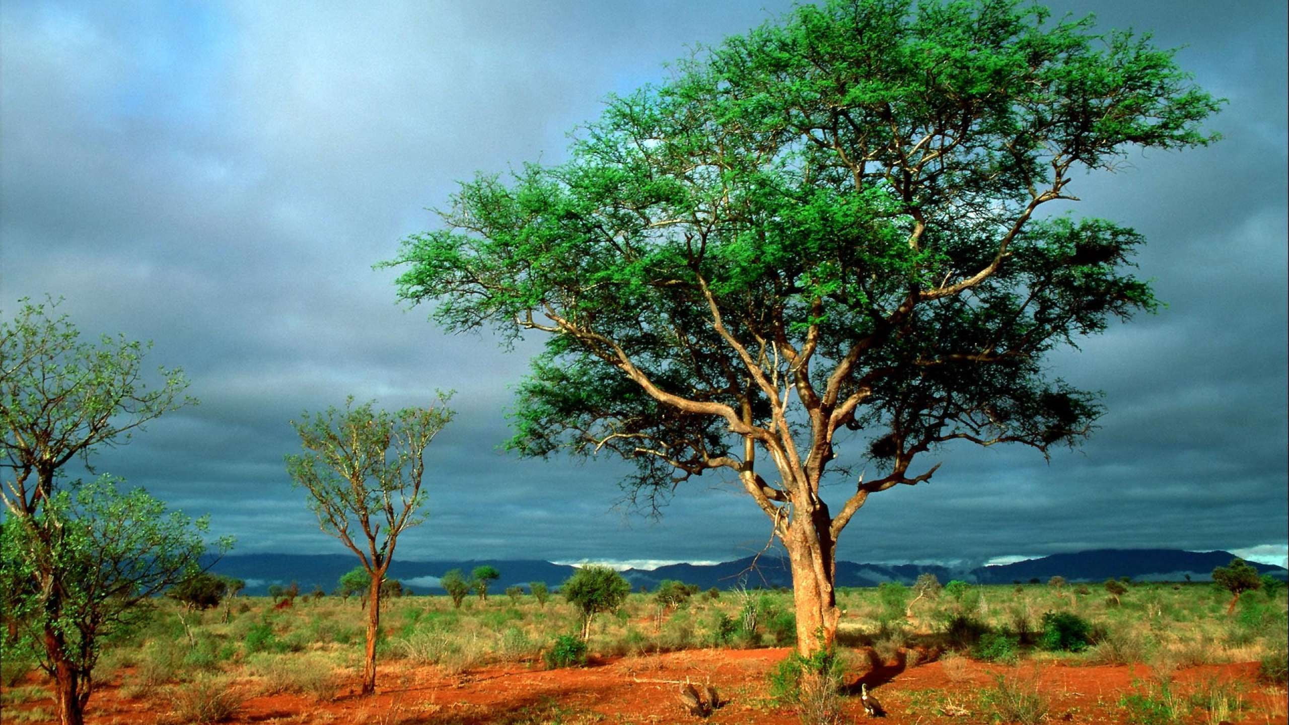 high, Landscape, 2560x1440, ultar 4k, nature, resolution, 2K, africa, HD Wallpaper