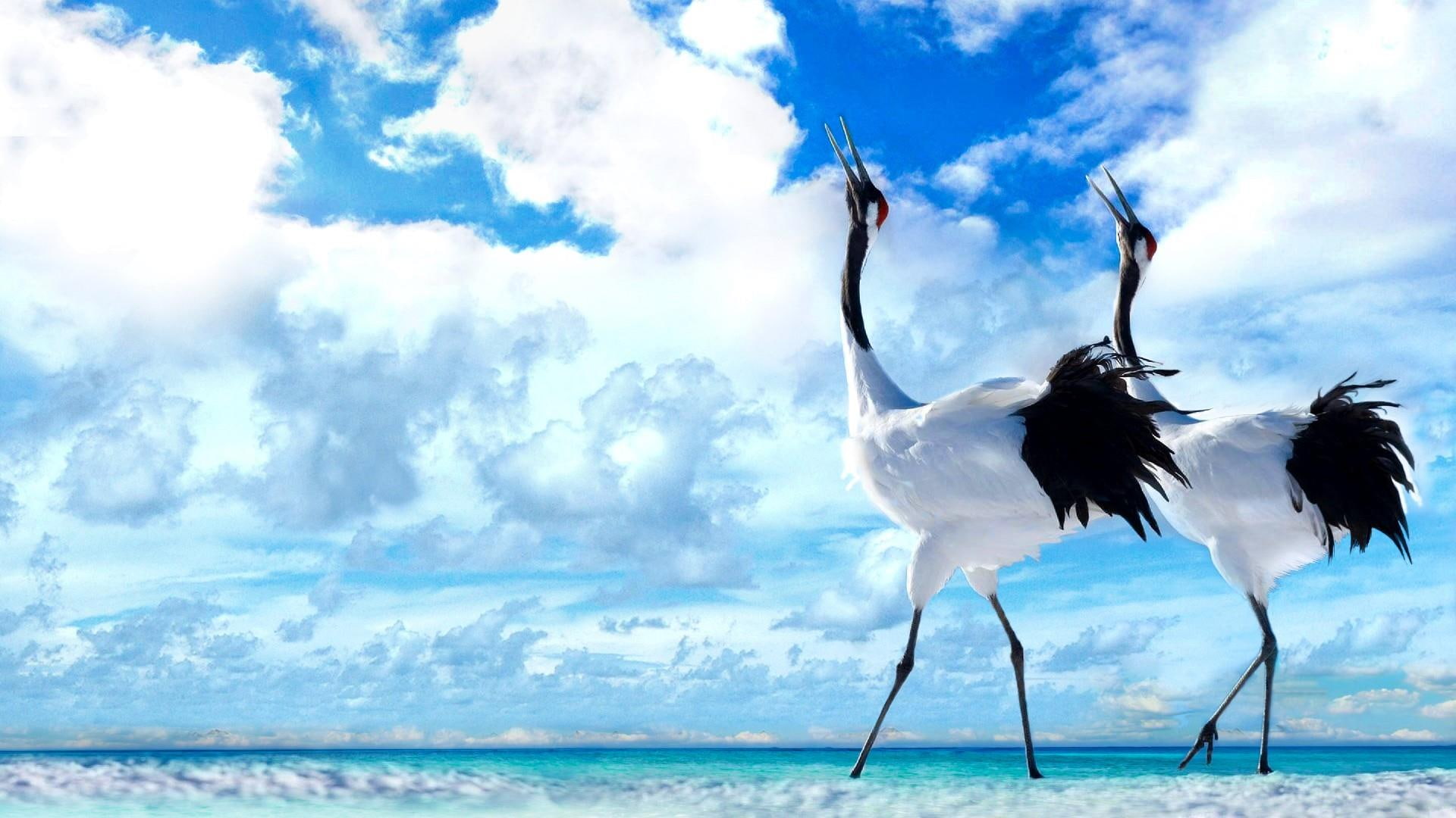 red, ultra, crane, 1080P, k, asian, crowned, east, bird, hd, mansion, large, japanese, desktop, mobiles, HD Wallpaper