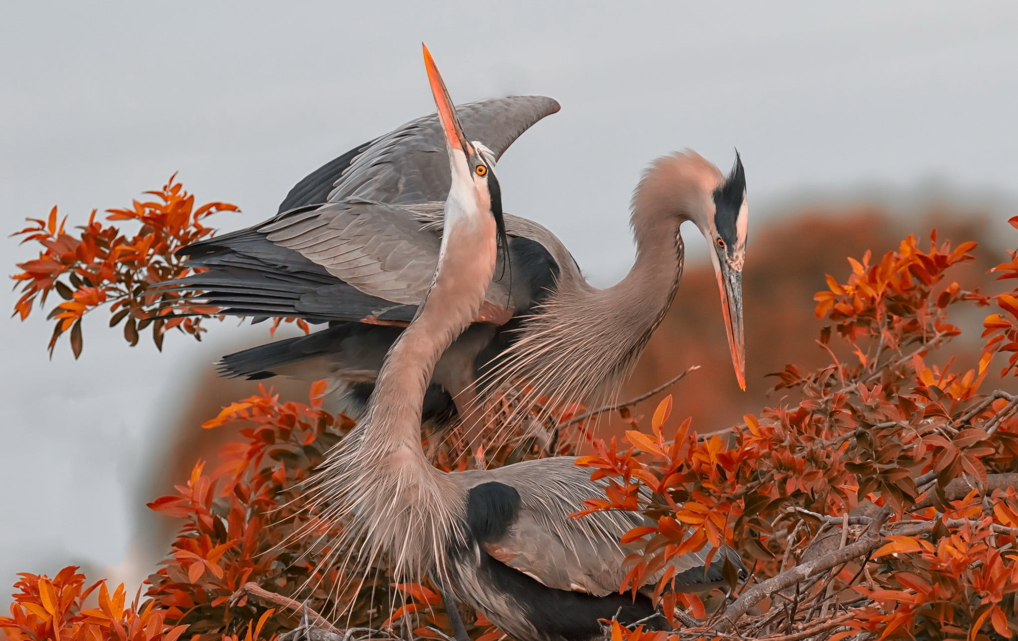 outdoors, plant part, tree, plant, flying, group of animals, change, herons, 1080P, beauty in nature, leaf, animal wildlife, vertebrate, nature, day, animal themes, HD Wallpaper