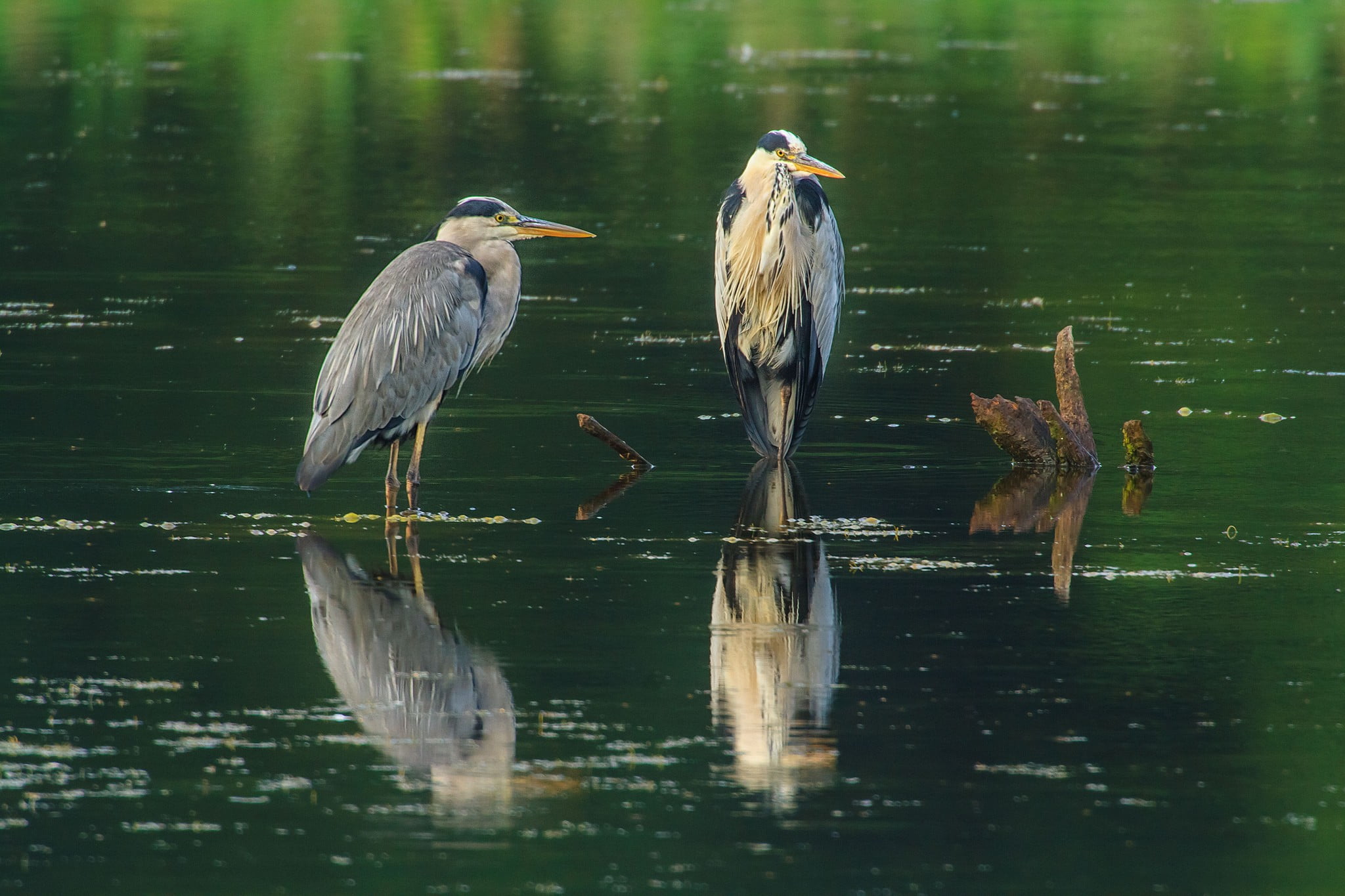 birds, animal themes, two, reflection, bird, day, nature, animals, heron, 1080P, waterfront, water bird, animal, vertebrate, animal wildlife, lake, herons, HD Wallpaper