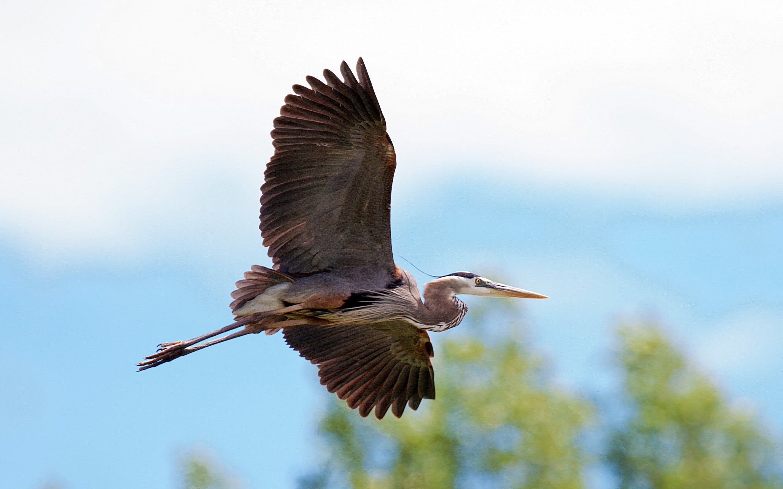 one animal, animal themes, animal wildlife, no people, nature, sky, flying, motion, 2K, side view, animal body part, day, vertebrate, full length, outdoors, HD Wallpaper
