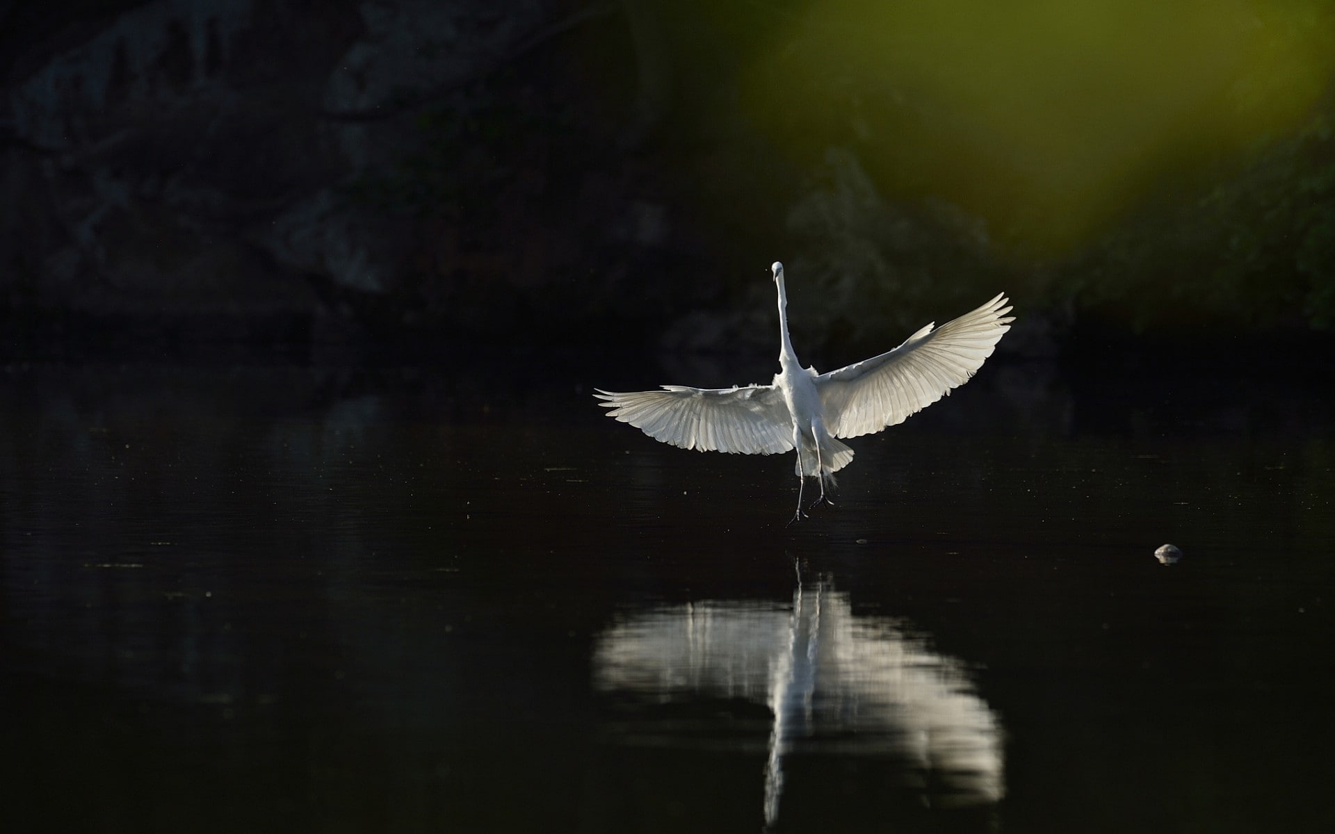 beauty in nature, animal themes, reflection, nature, vertebrate, one animal, animals, animal, water, animals in the wild, lake, bird, animal wildlife, spread wings, HD Wallpaper