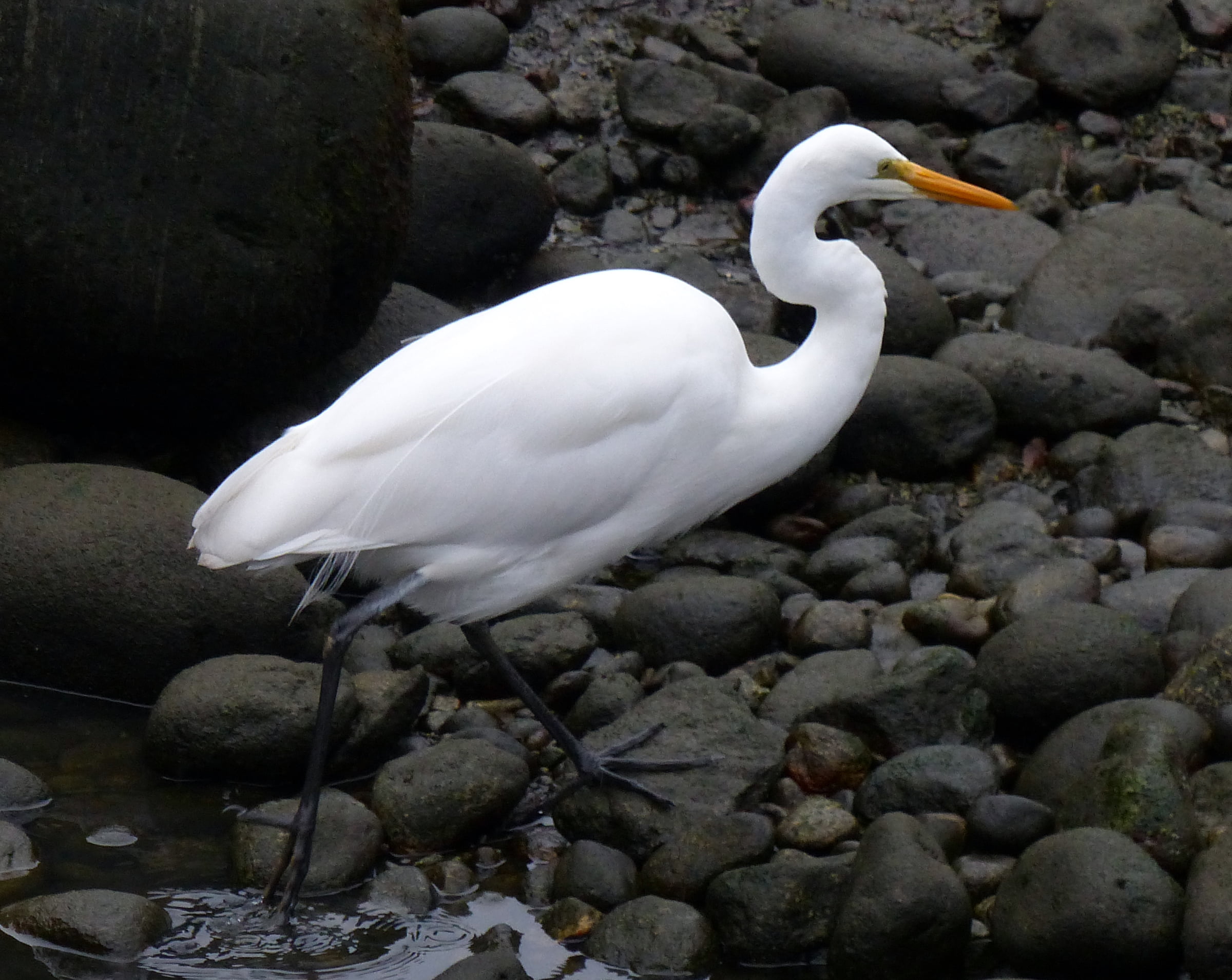 1080P, Best, bird, Egretta alba modesta, animal, NW, White birds, ibis, wildlife, photos, White heron, New Zealand birds, heron, egretta, PDP, great, Panasonic, HD Wallpaper