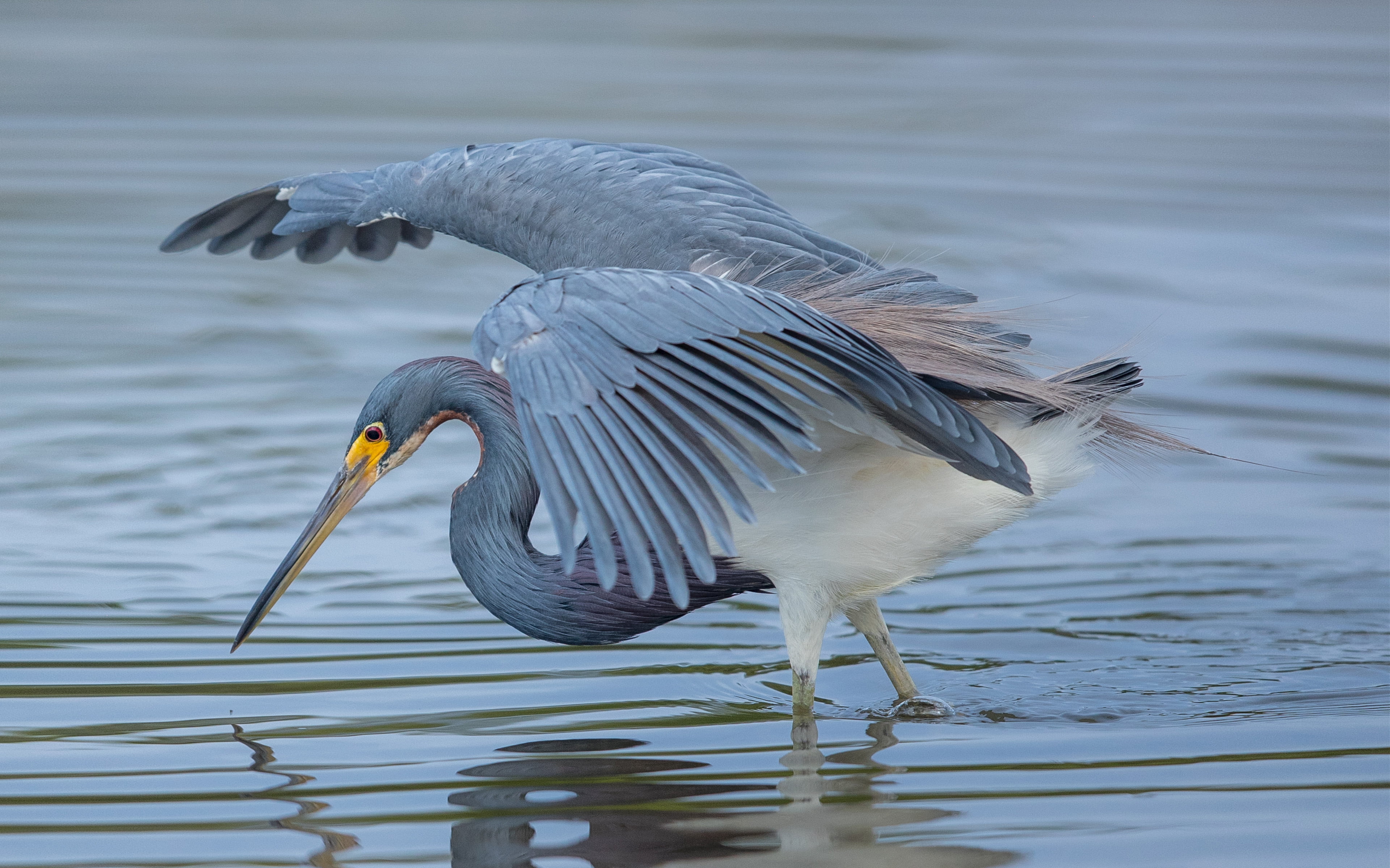 hd, insects, shrimp, no people, bird, animal, animal wildlife, lake, vertebrate, animal themes, fed, 4K, spread wings, blue, animals in the wild, rodents, HD Wallpaper