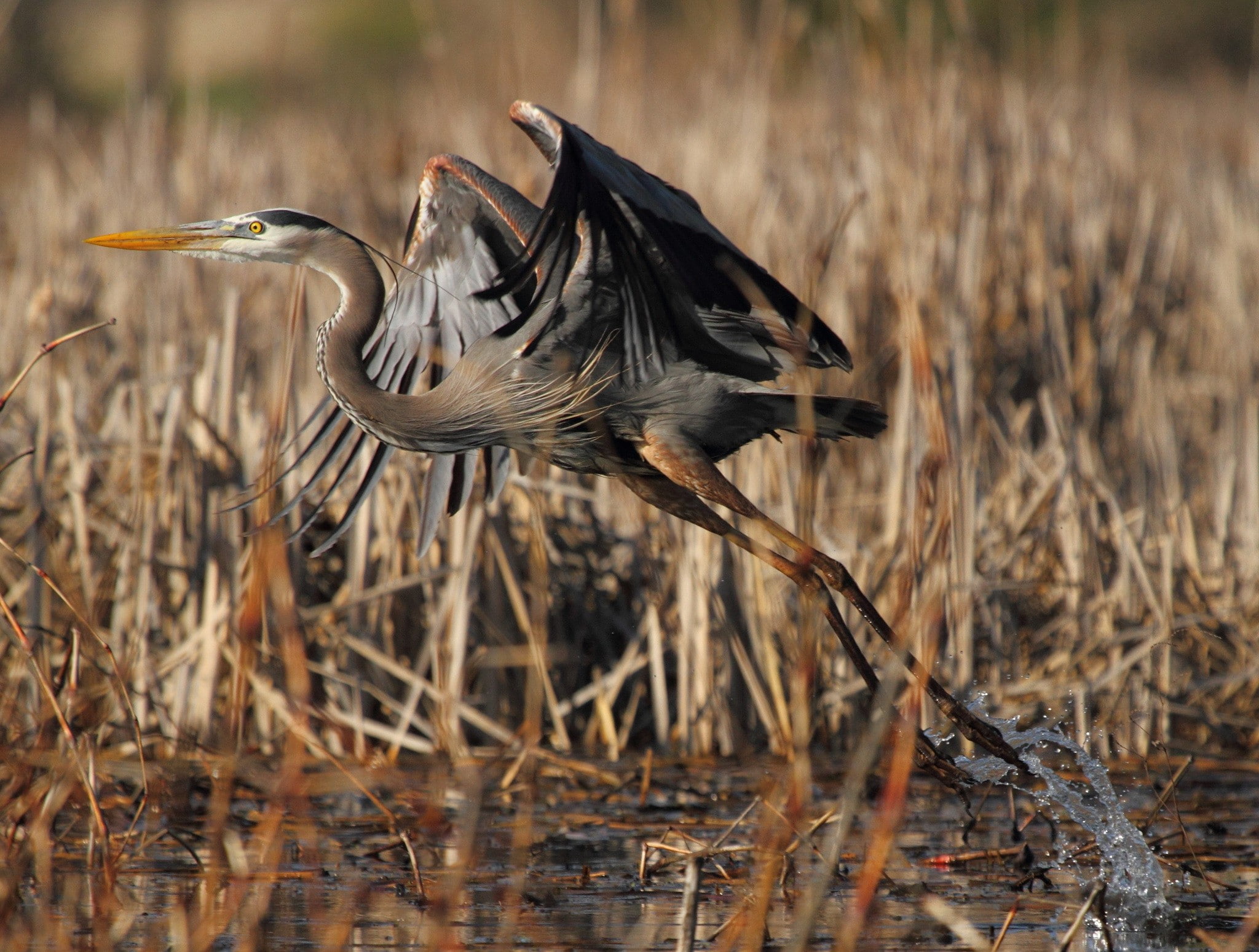 Heron, swamp, lake, reed, the rise, 1080P, bird, HD Wallpaper