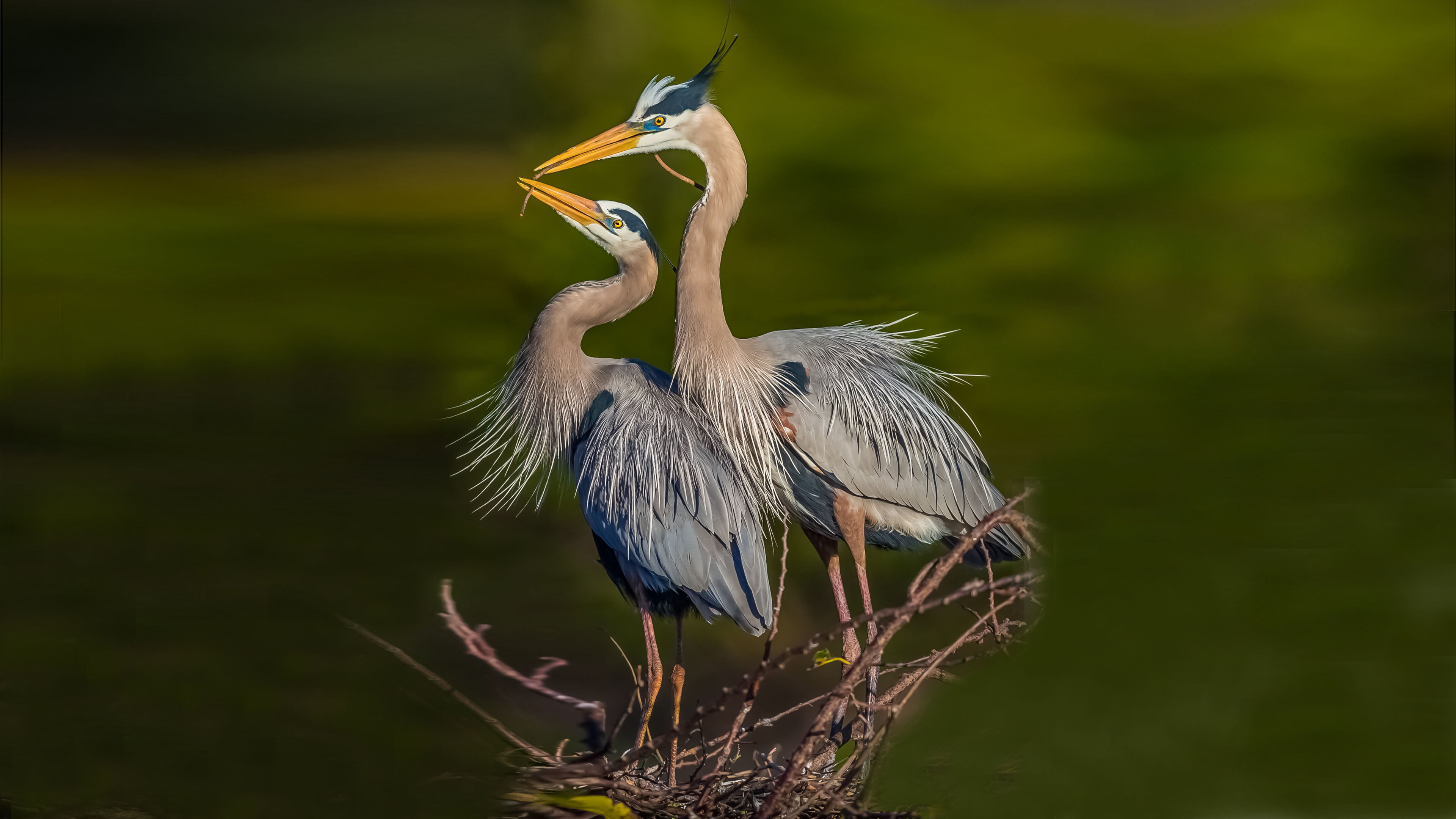 plant, outdoors, adult, tree, animal wildlife, animal, couple, no people, birds, focus on foreground, exotic, perching, vertebrate, animal themes, HD Wallpaper