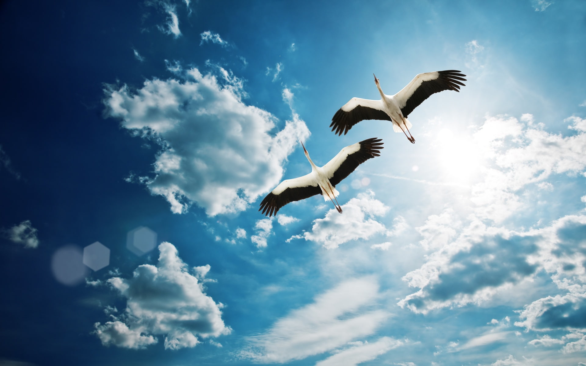 Flying, Sky, Two, Heron, White, Clouds, 1080P, Blue, HD Wallpaper