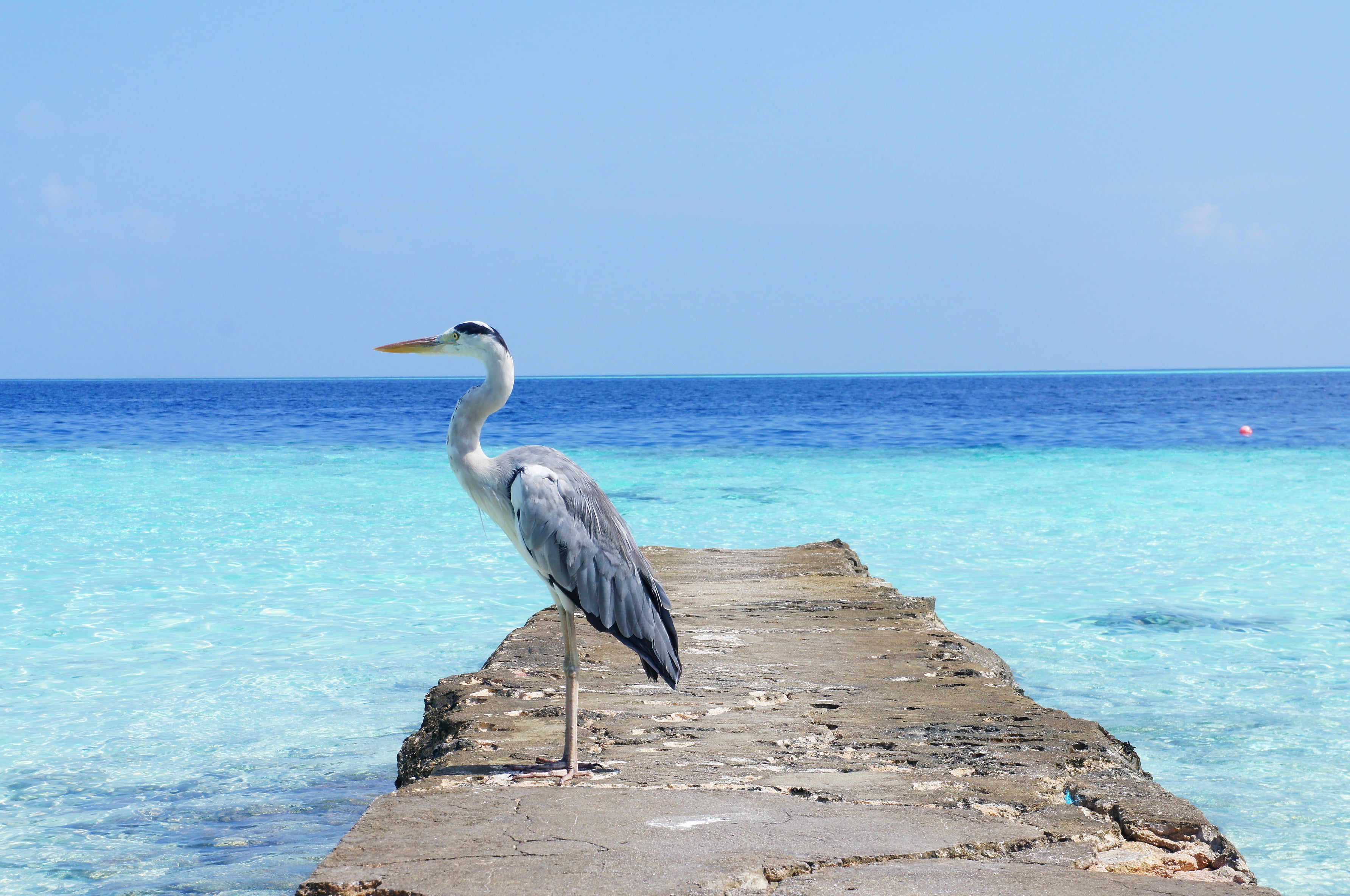 island, necked, pelican, white, land, coastline, sand, no People, water, animal, summer, beak, sky, nature, beauty In Nature, 2K, outdoors, bird, travel, HD Wallpaper