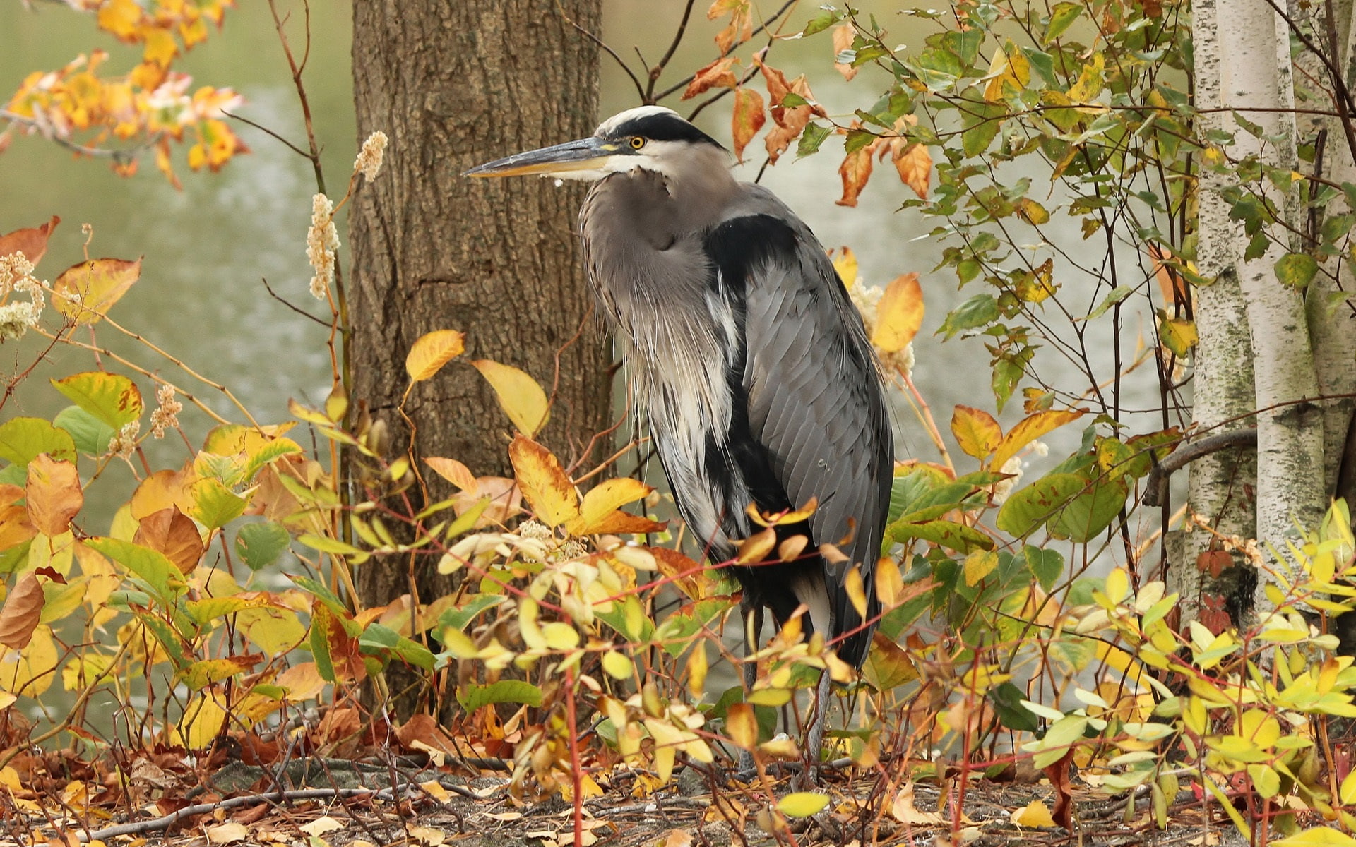 Gray, Bird, Autumn, Heron, Trees, 1080P, HD Wallpaper