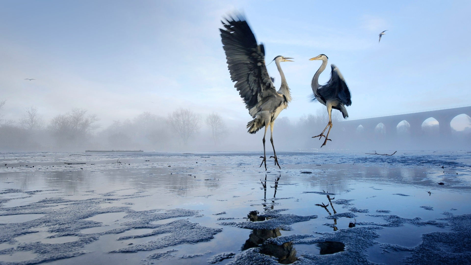 cold temperature, mist, beauty in nature, reflection, herons, snow, bird, animal wildlife, animal themes, animal, no people, spread wings, birds, frozen, HD Wallpaper