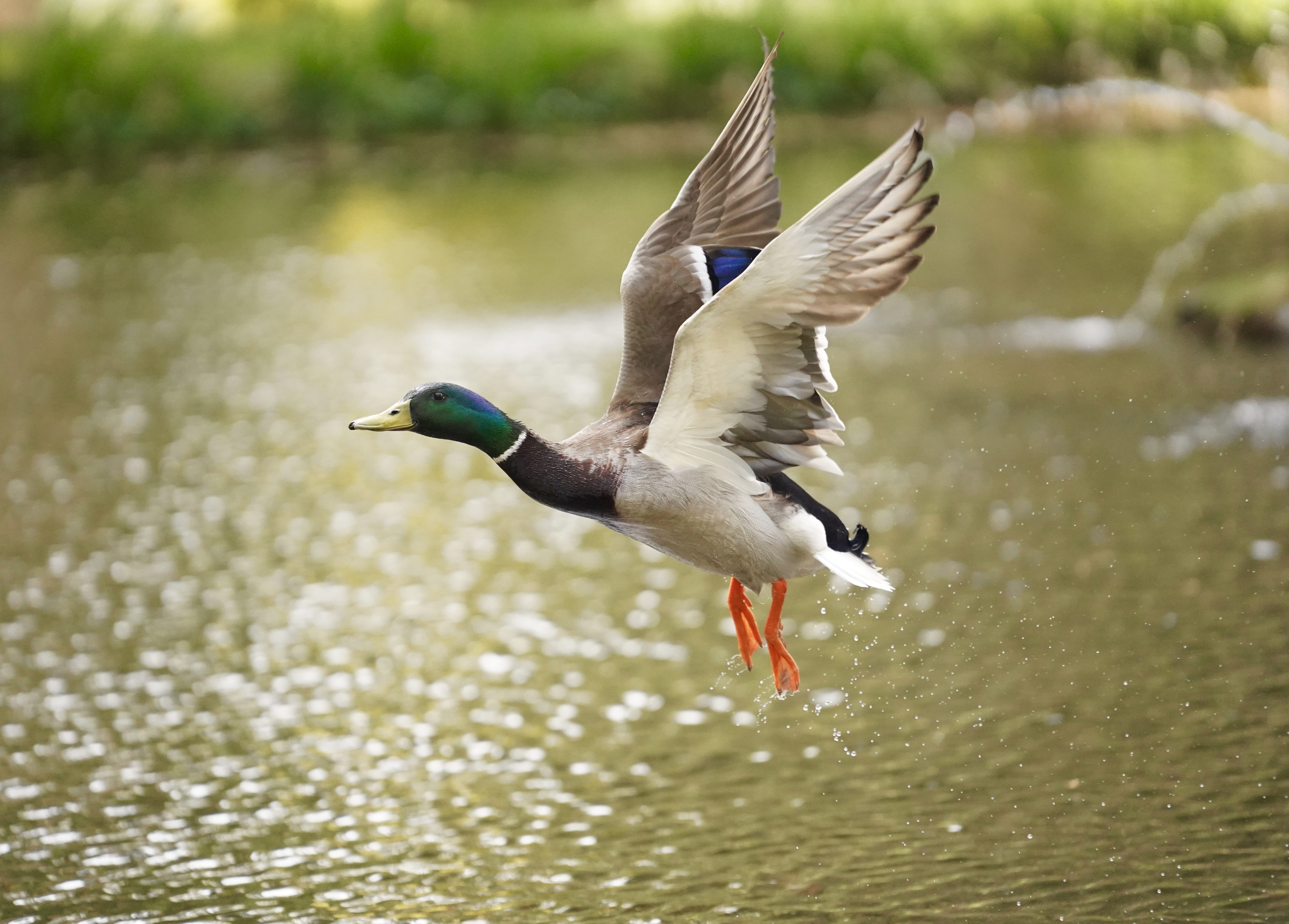 ground, animal, flying, animals in the wild, day, outdoors, droplet, animal themes, waterfowl, animal wildlife, vertebrate, nature, anseriformes, lake, HD Wallpaper