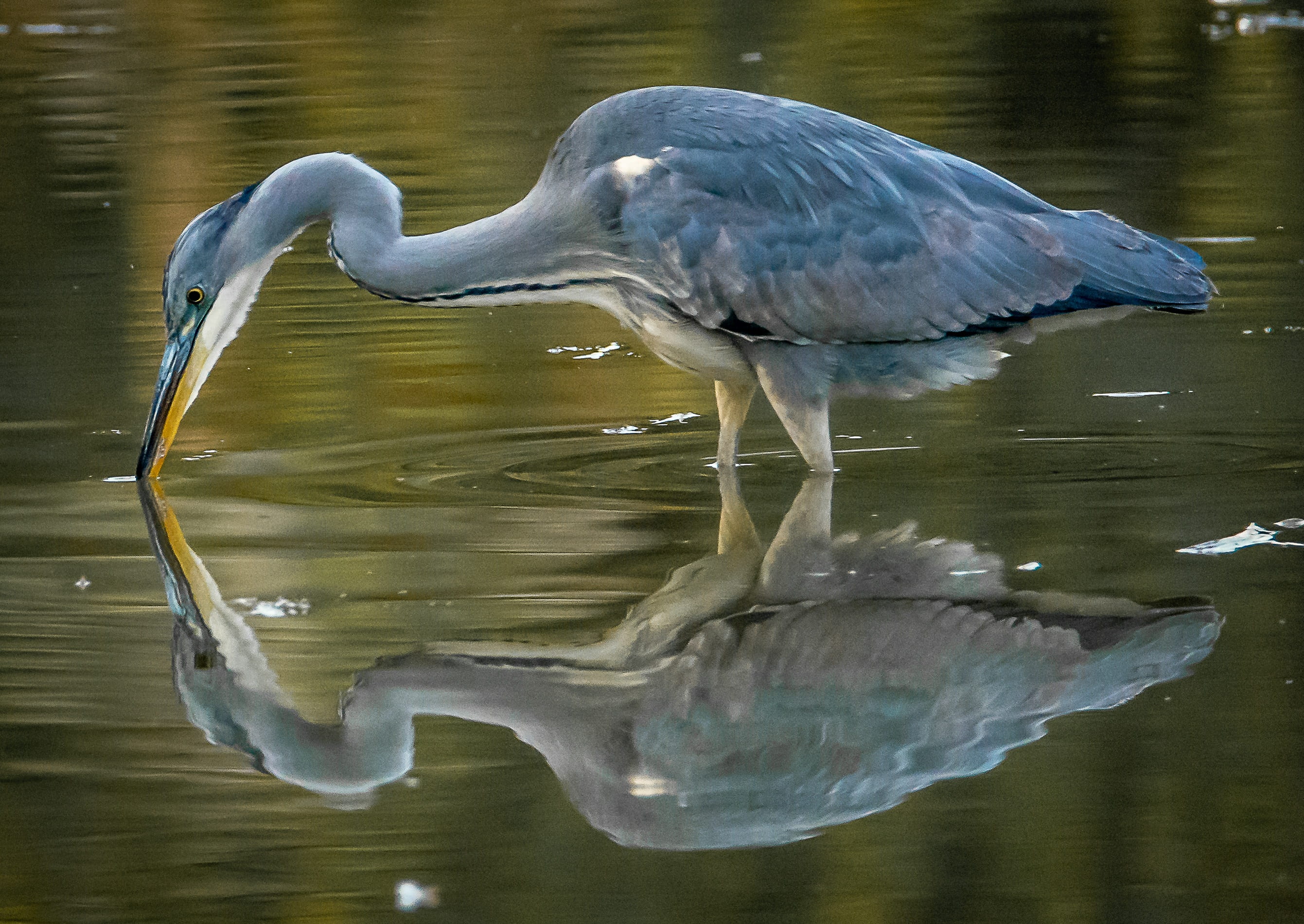 waterfront, reflection, day, body, river, water, one animal, 2K, wing, lake, animal wildlife, outdoors, bird, heron, nature, feather, animal, animal neck, HD Wallpaper