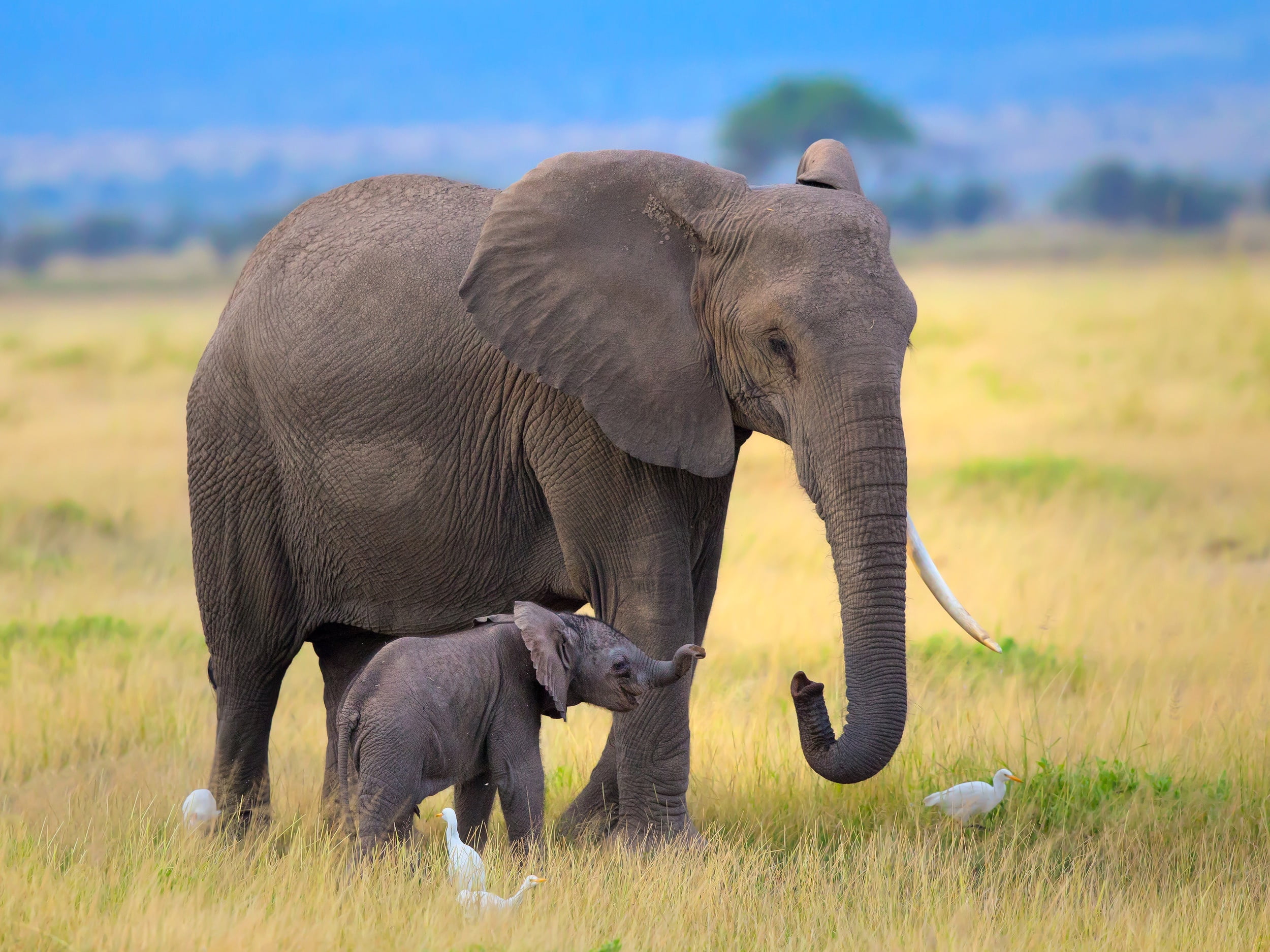 african elephant, group of animals, animal trunk, herons, gray, Africa, day, vertebrate, animal family, herbivorous, elephant calf, outdoors, animals in the wild, HD Wallpaper