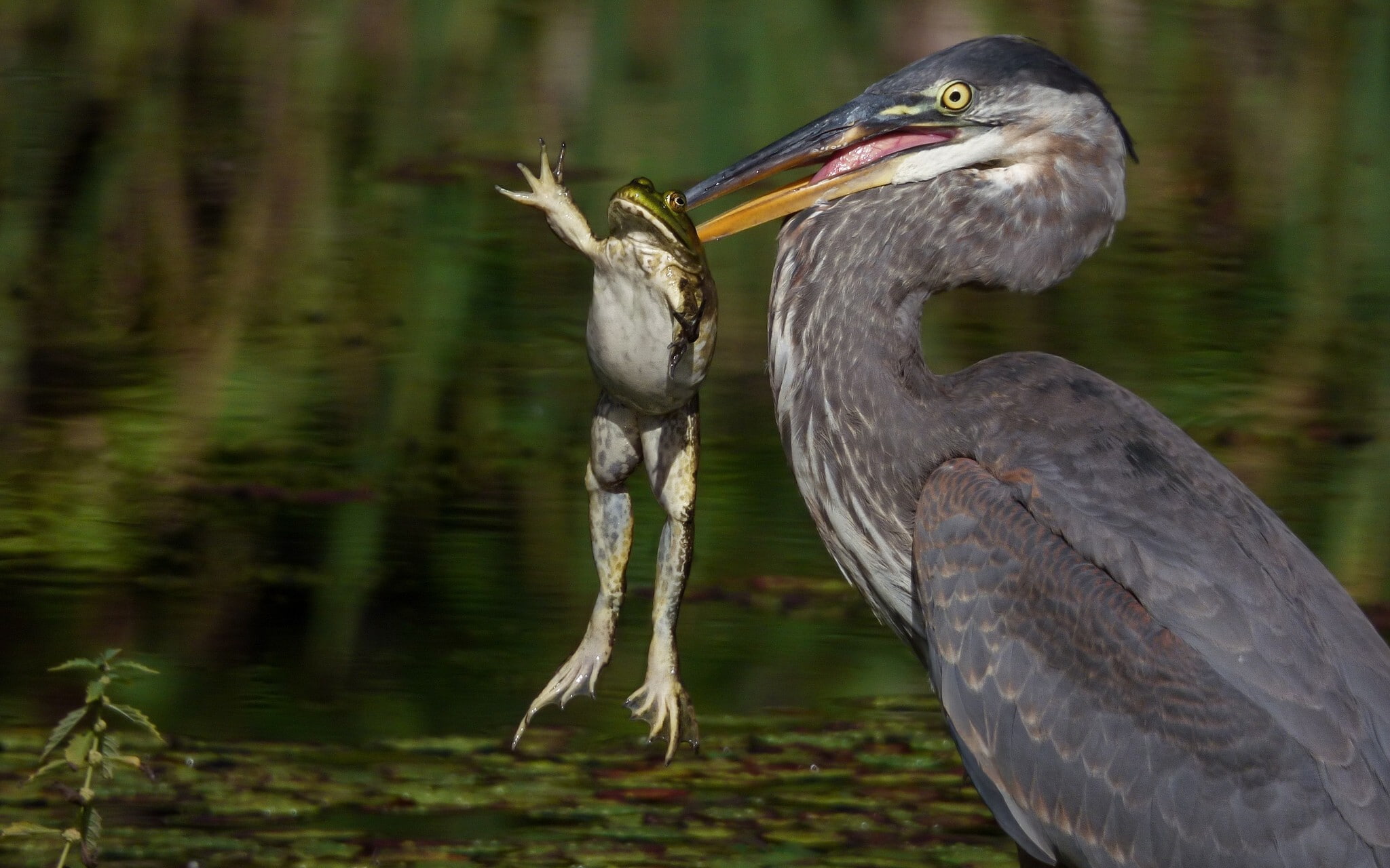 black, mining, 1080P, heron, bird, feathered, green, catch, frog, HD Wallpaper