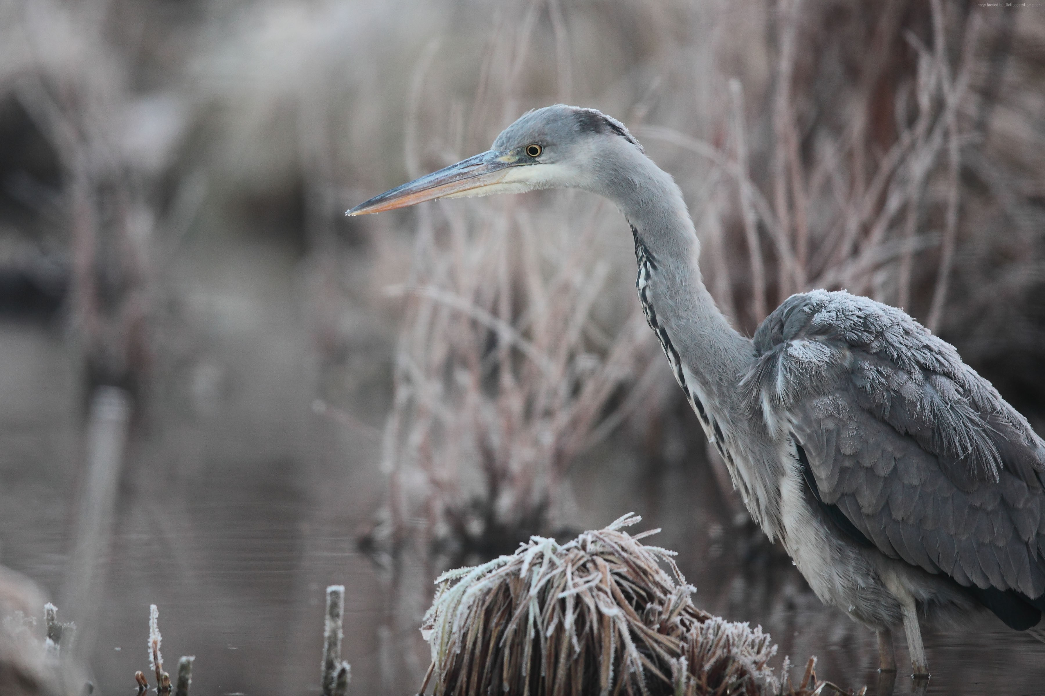 frost, Bird, Wildlife, pond, grey, 4k, 5k, Eastern Europe, 2K, heron, Hungary, HD Wallpaper