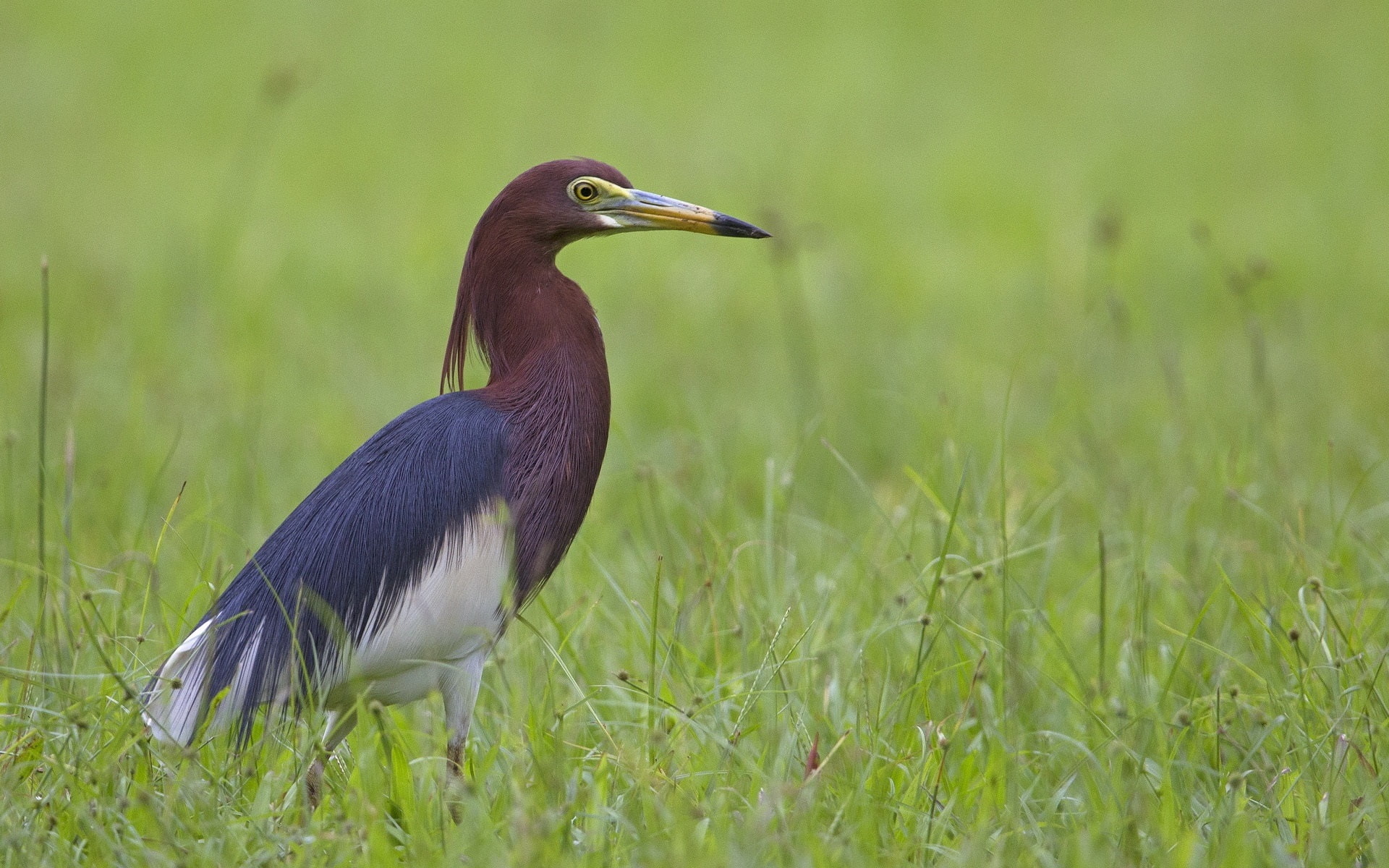 Bird, tricolor, 1080P, Grass, Heron, HD Wallpaper