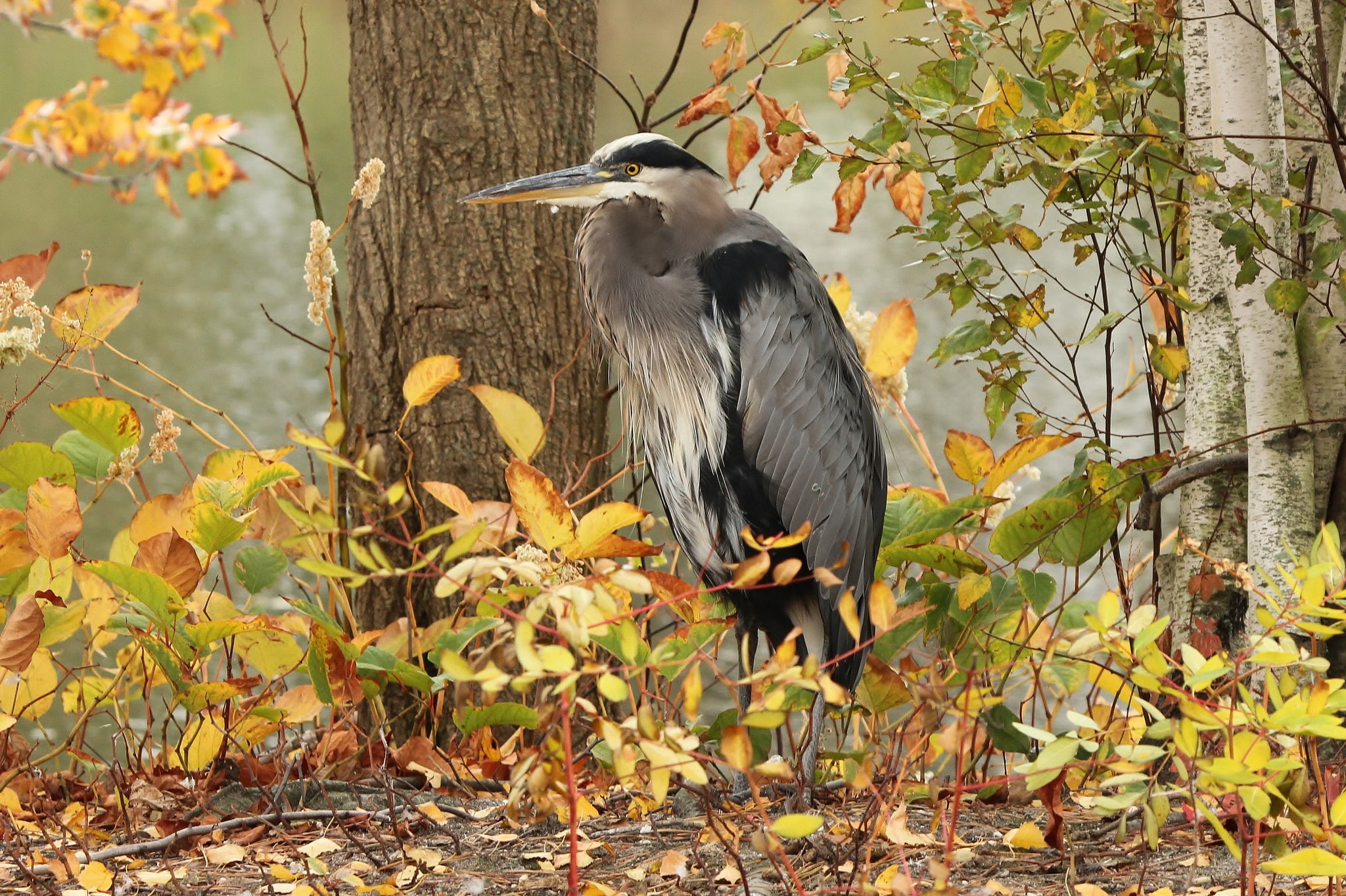 gray heron, gray, trees, Autumn, leaves, 1080P, heron, Bird, HD Wallpaper