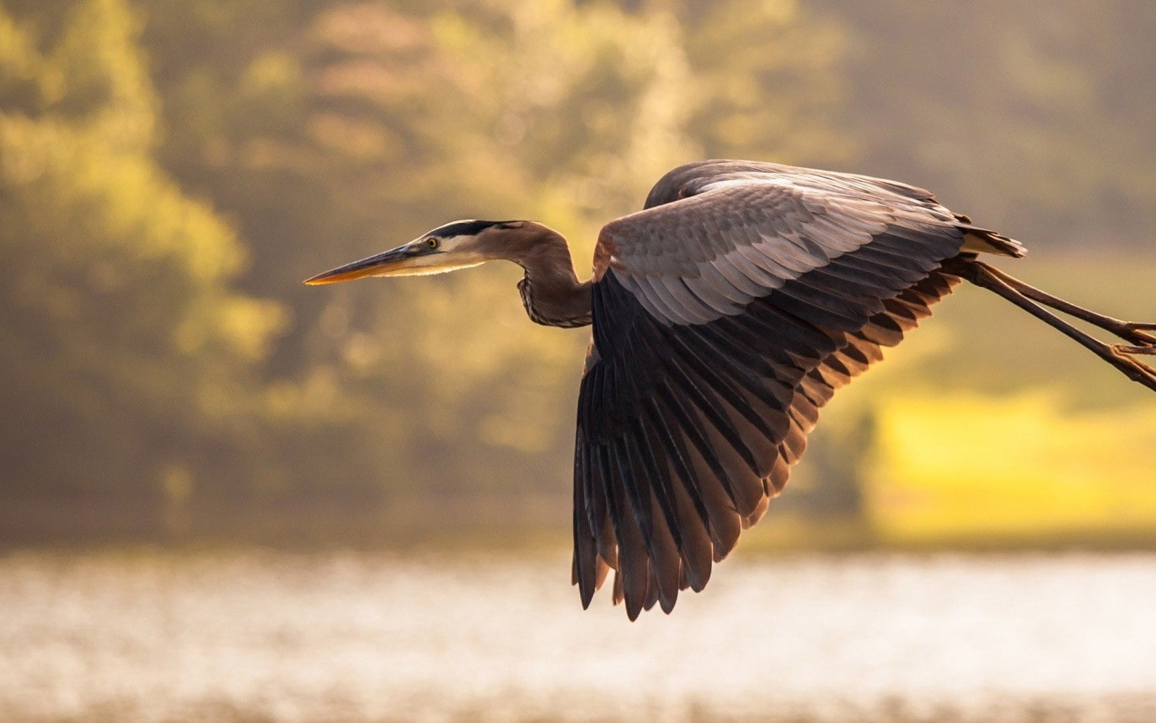 animal themes, bird, side view, 720P, birds, animals, outdoors, one animal, heron, day, spread wings, animal wildlife, vertebrate, beak, animals in the wild, HD Wallpaper