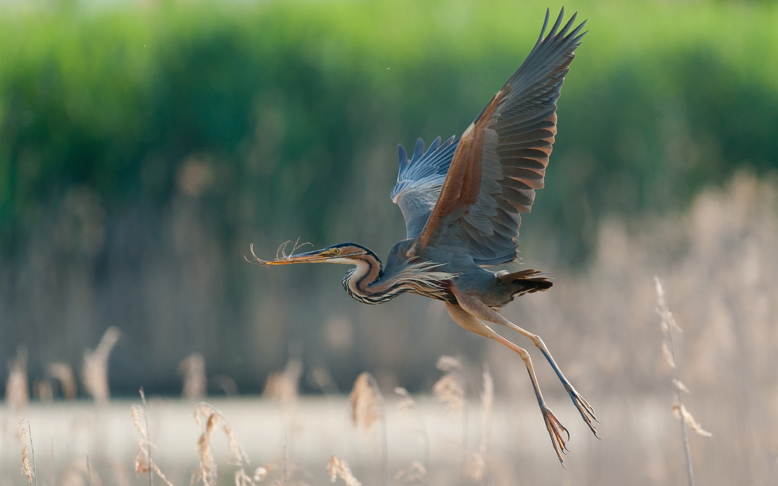 Blue, Flying, Heron, Grass, 2K, Wings, Great, HD Wallpaper